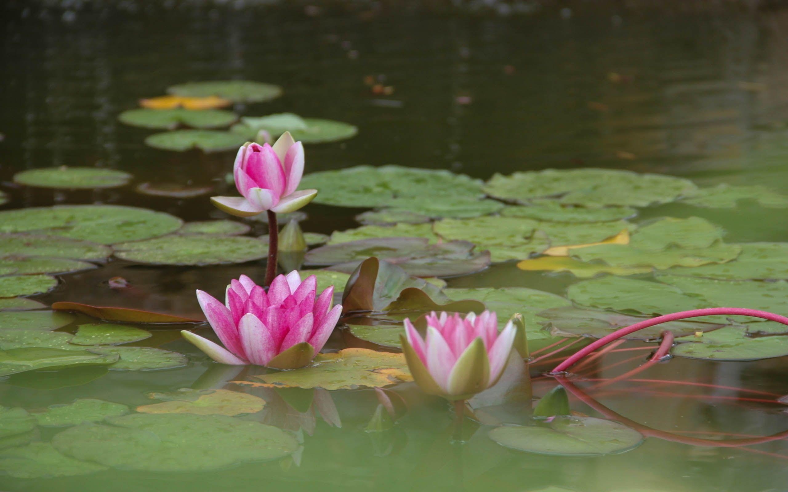 2560x1600 Lotus Flower Beautiful High Quality HD Wallpaper HD Wallpaper, Desktop