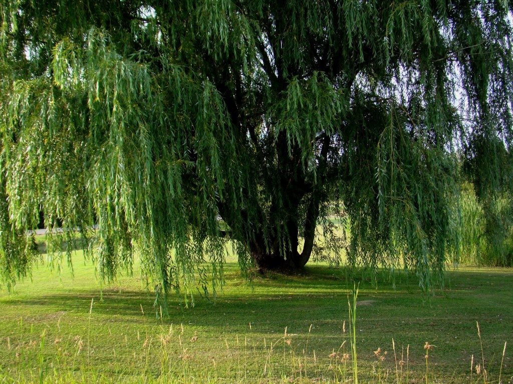 1030x770 Free download Beautiful Weeping Willow Tree Wallpaper Weeping willow tree [] for your Desktop, Mobile & Tablet. Explore Weeping Willow Wallpaper. Willow Tree Wallpaper, Desktop