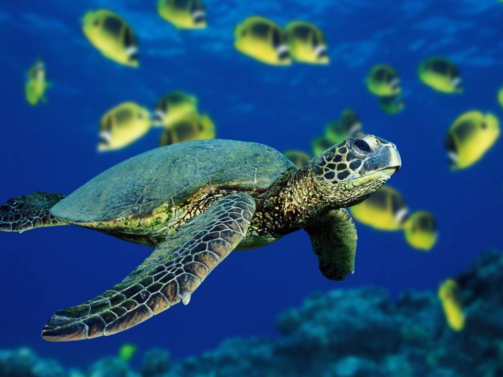 1030x770 Green Sea Turtle Wallpaper, Desktop