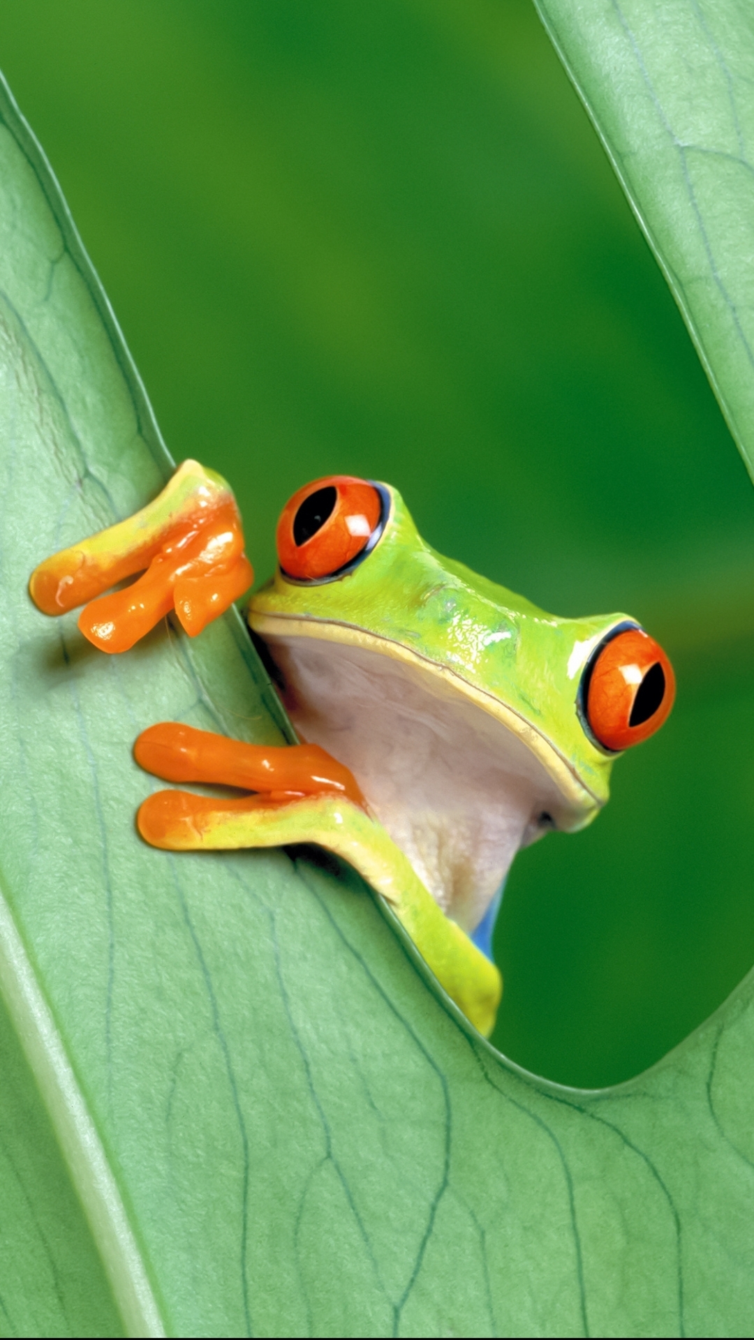 1080x1920 Red Eyed Tree Frog Phone Wallpaper, Phone