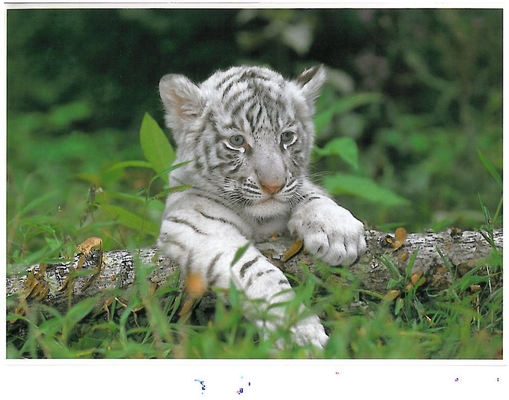 1030x810 Wallpaper For > White Tiger Cubs Wallpaper, Desktop