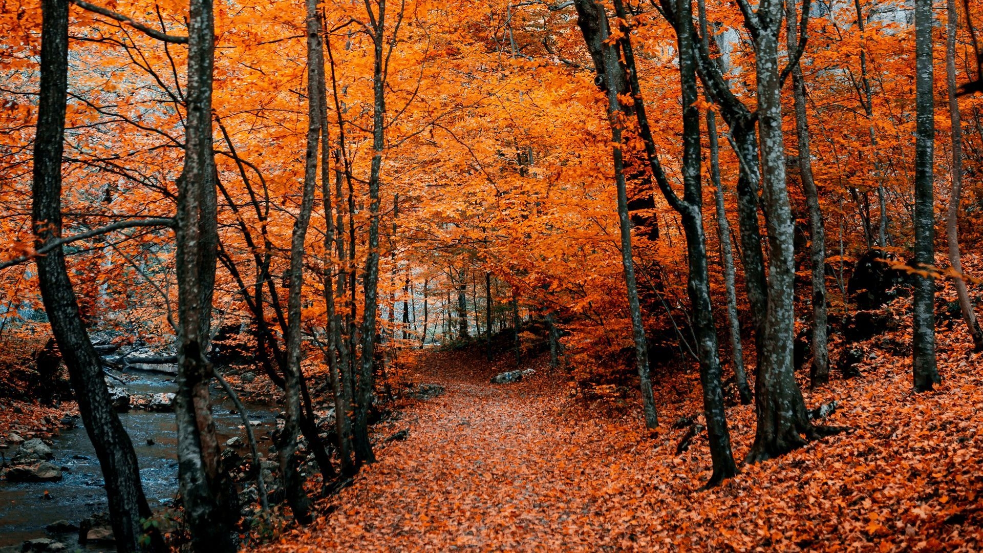 1920x1080 Download wallpaper  autumn, path, foliage, forest, trees, autumn colors full hd, hdtv, fhd, 1080p HD background, Desktop