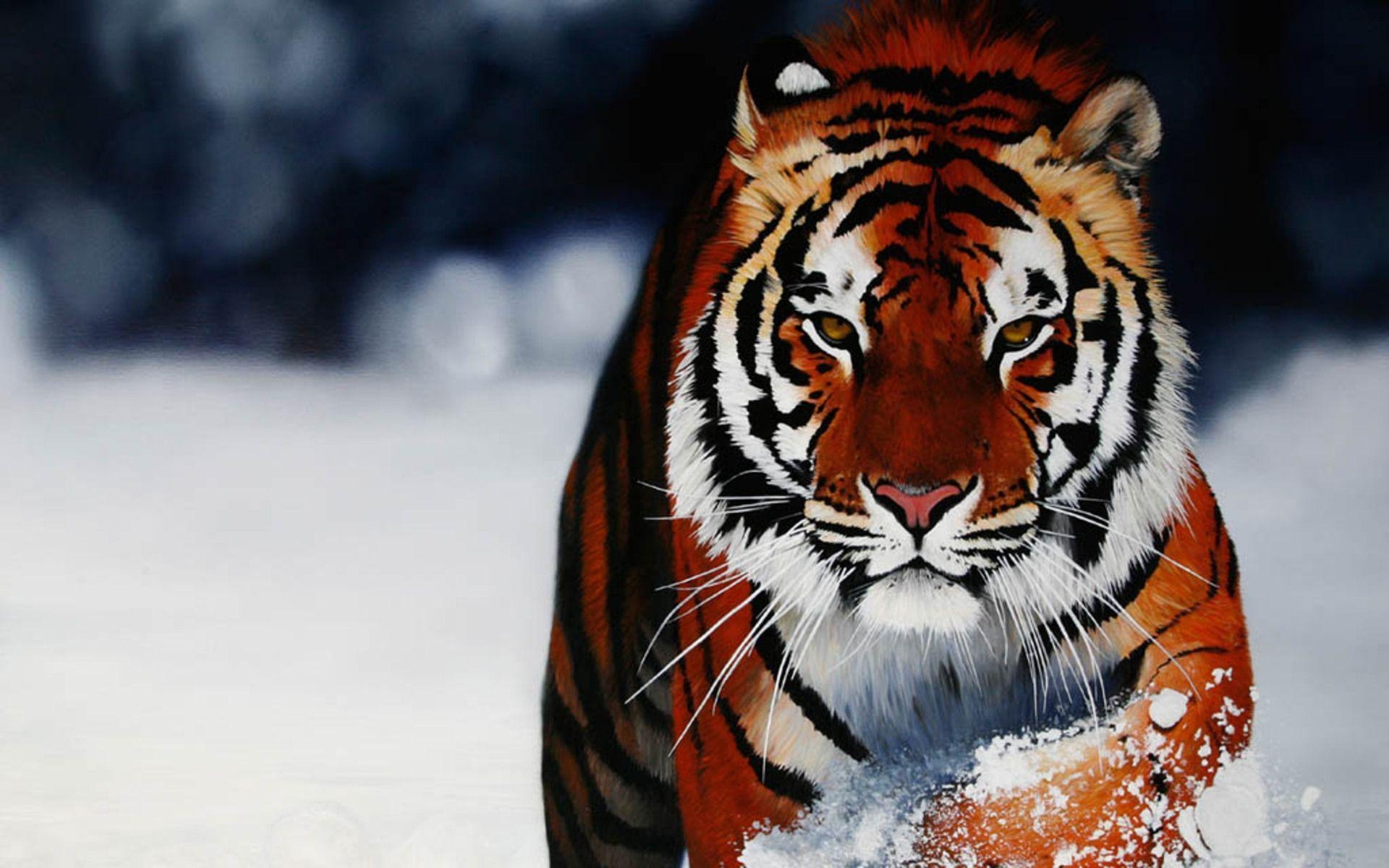 1920x1200 A selection of 10 Image of Tigers in HD quality, Desktop