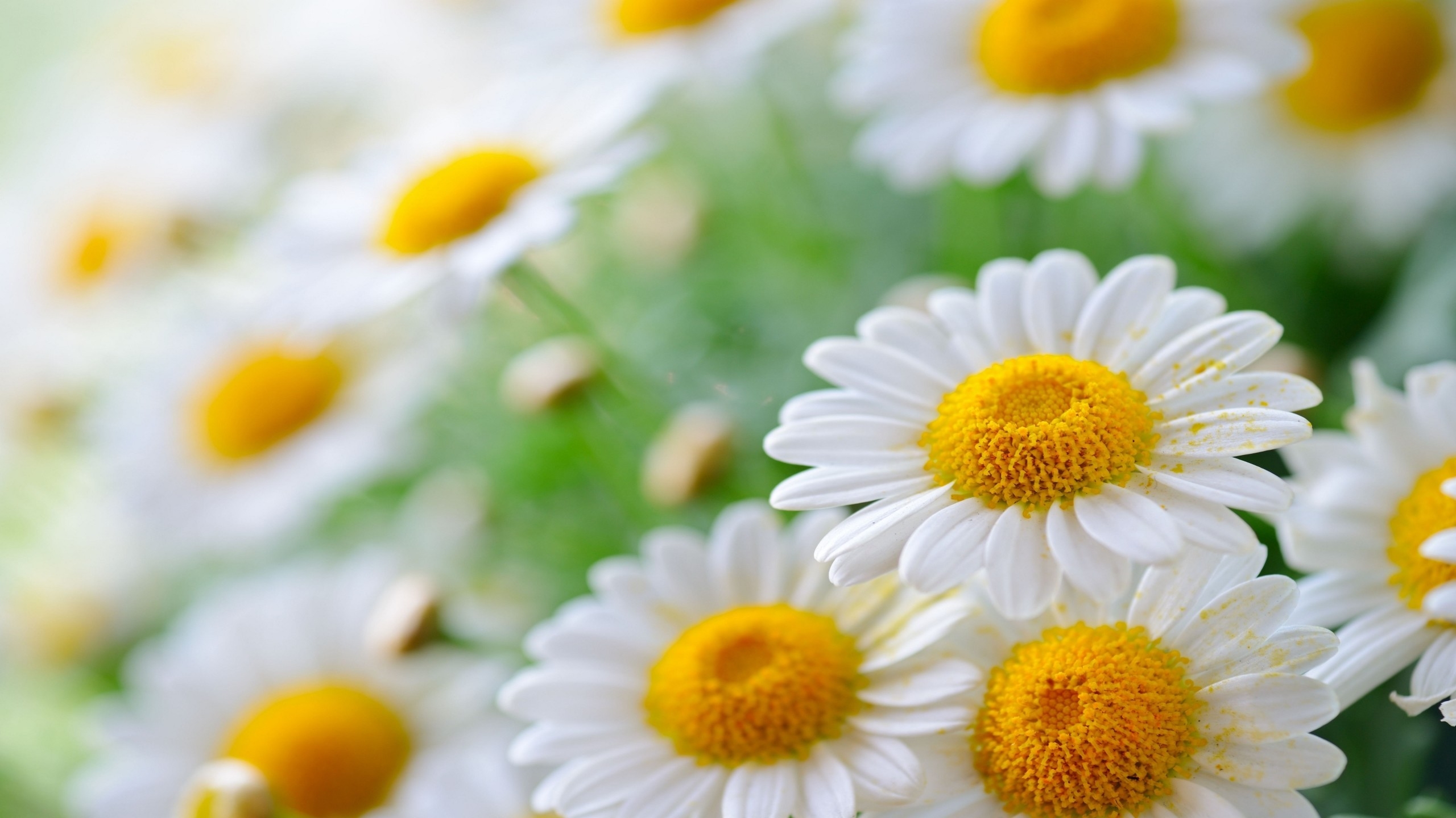 2560x1440 Daisy Flower, Desktop