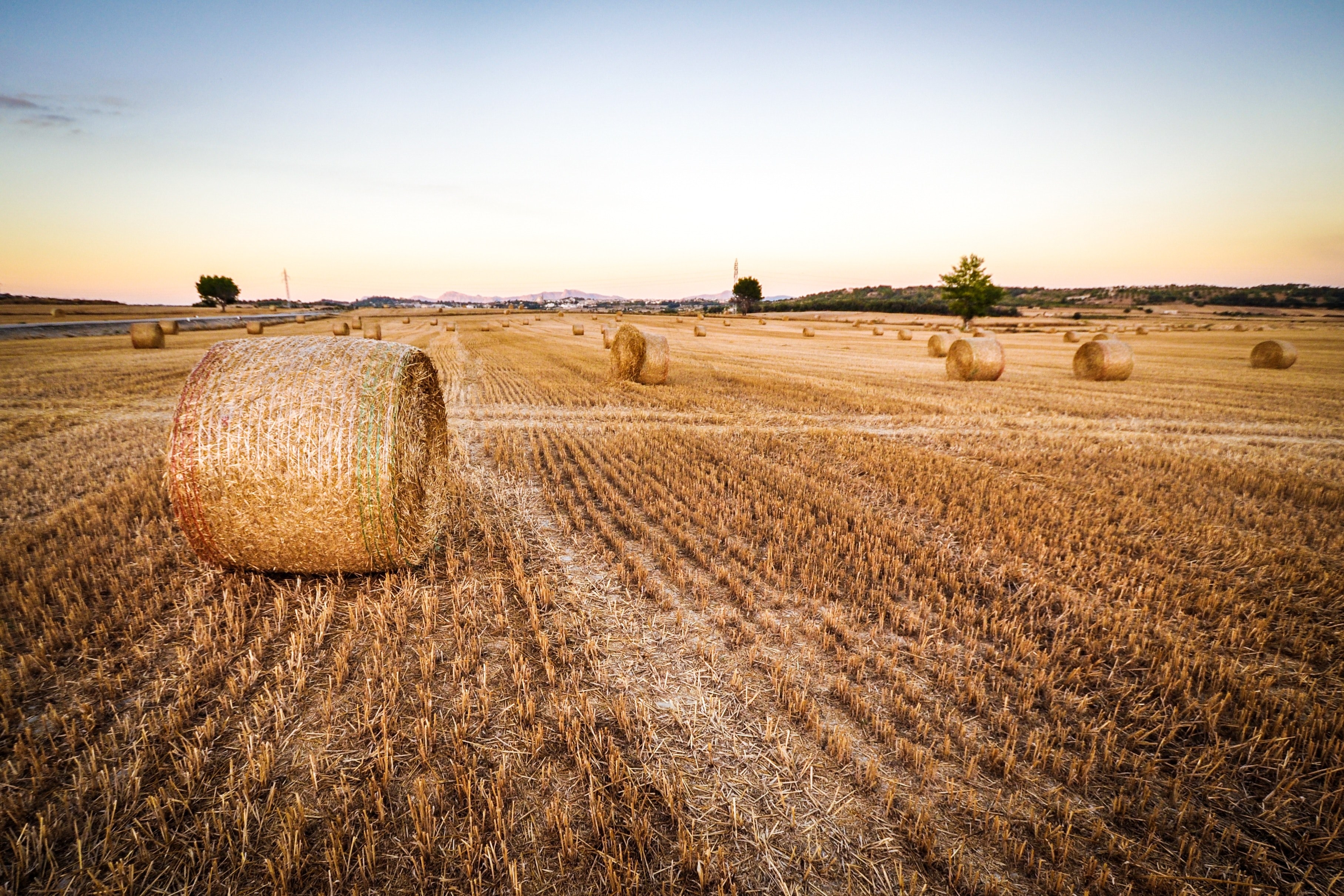 3630x2420 Wallpaper / wheat field agriculture and harvest HD 4k wallpaper free download, Desktop