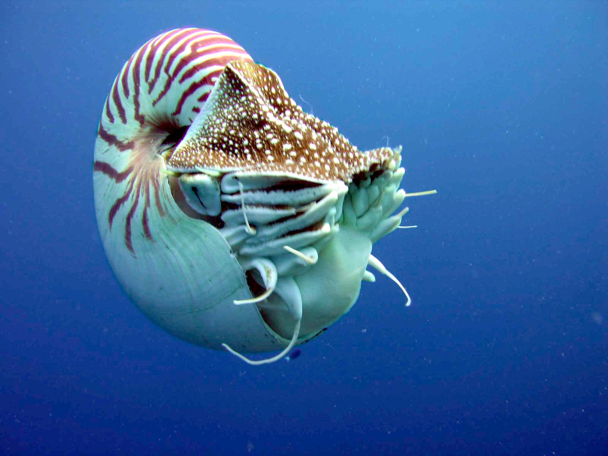 2050x1540 Nautilus belauensis, Desktop