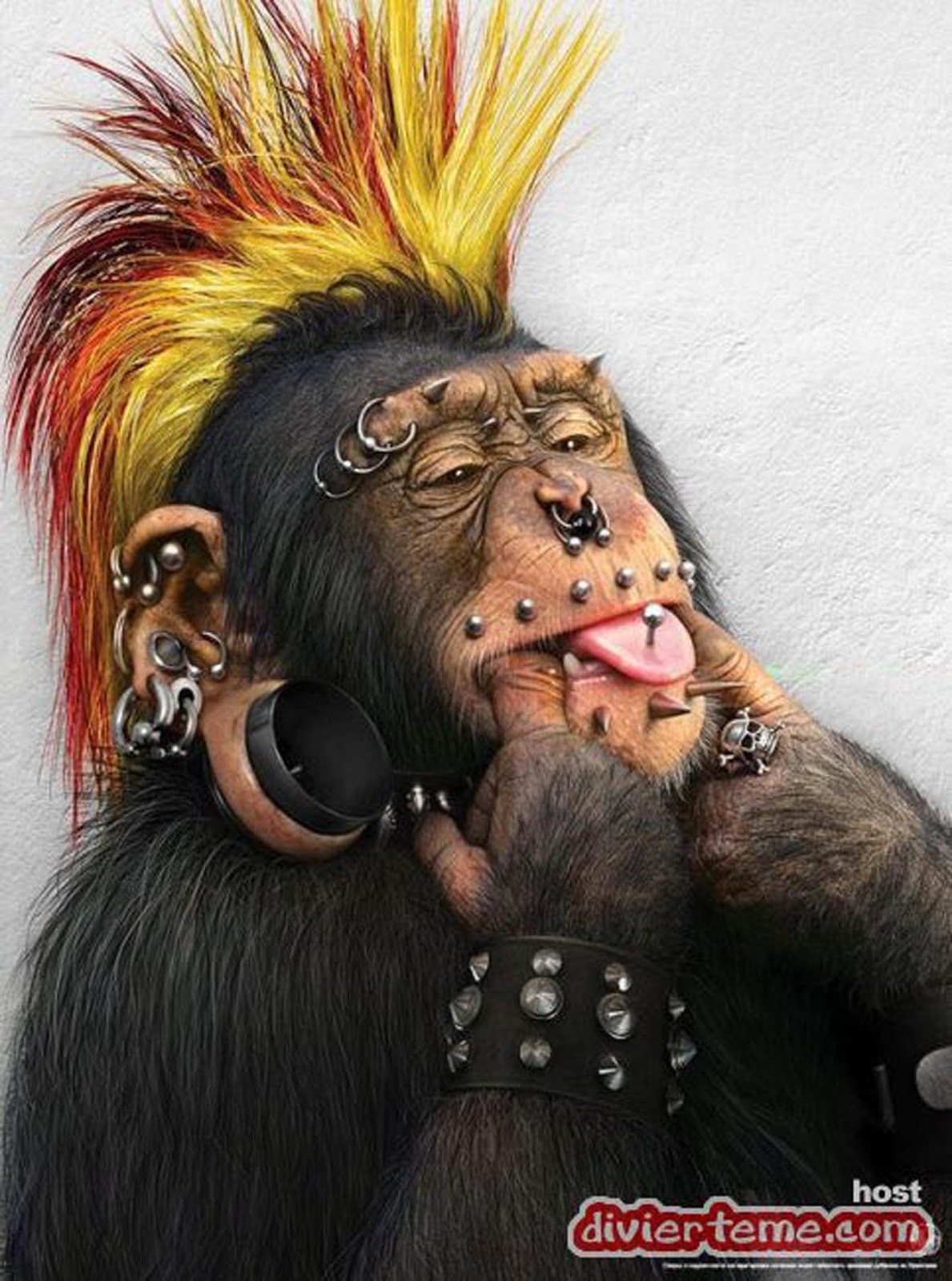 1190x1600 Funny Monkeys HD Wallpaper, Phone