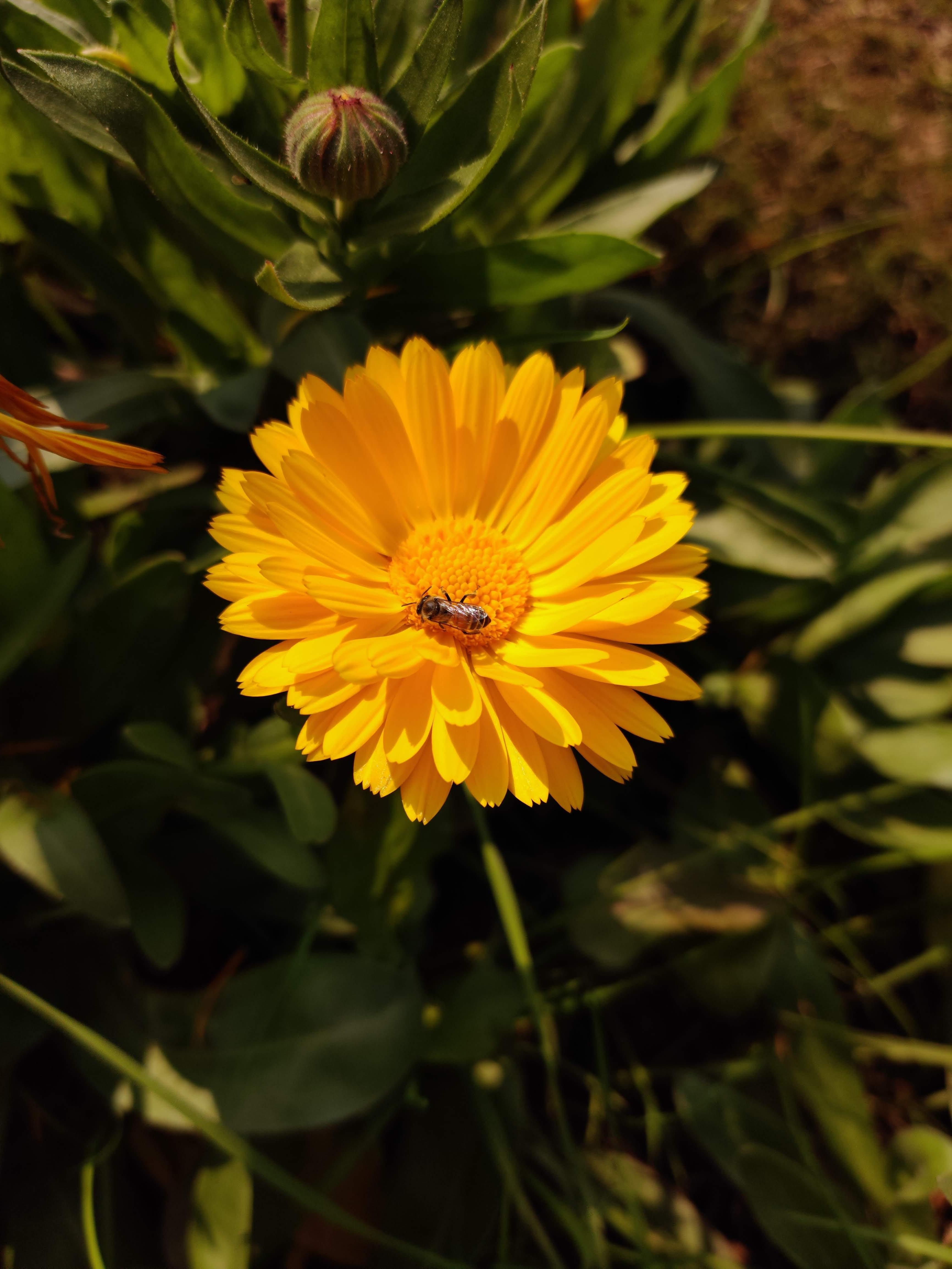 3470x4620 Sunflower 4K wallpaper for your desktop or mobile screen free and easy to download, Phone