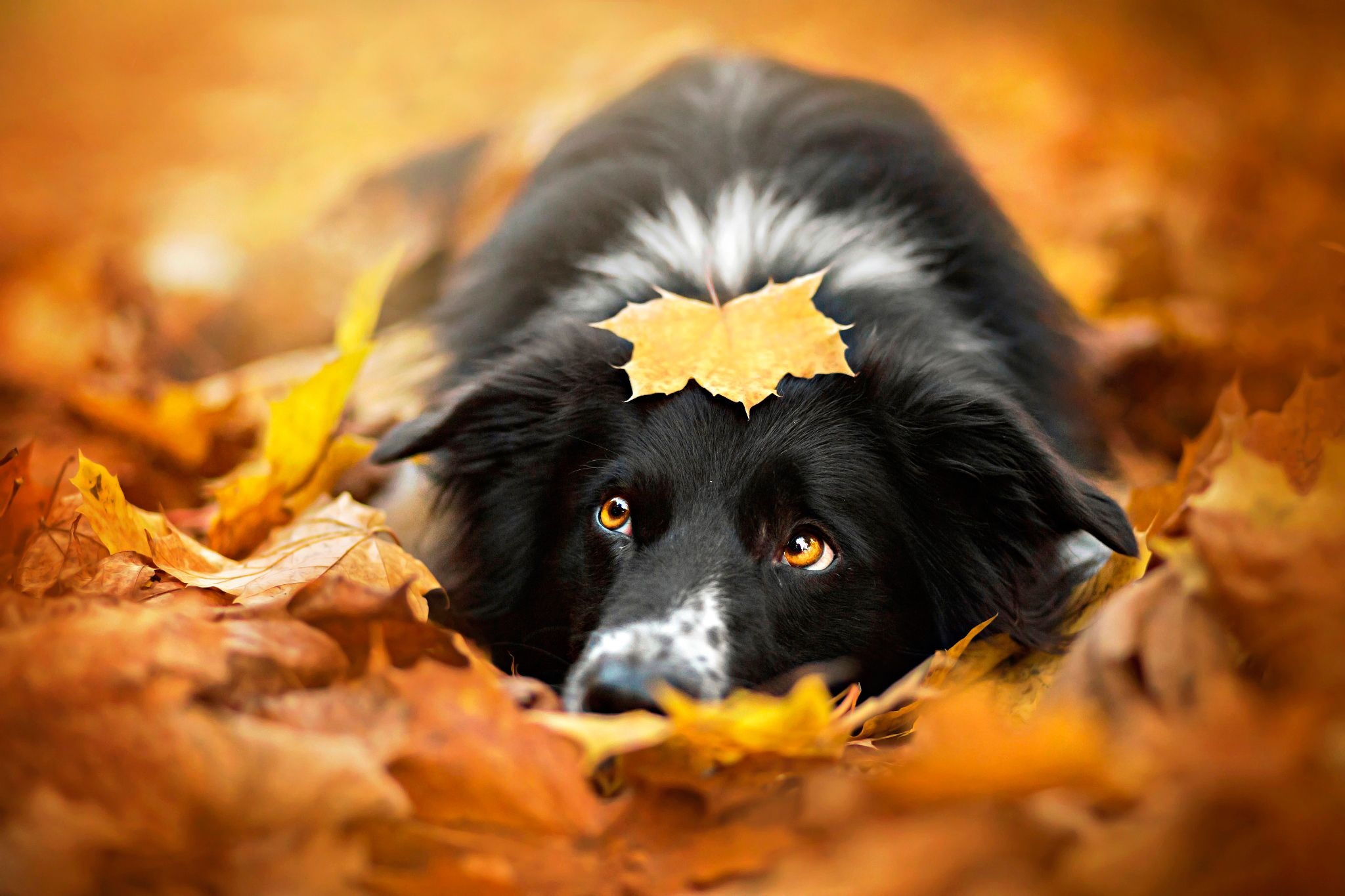 2050x1370 puppy, sweet, cute, dogs, autumn, dog, autumn splendor, leaves, Desktop