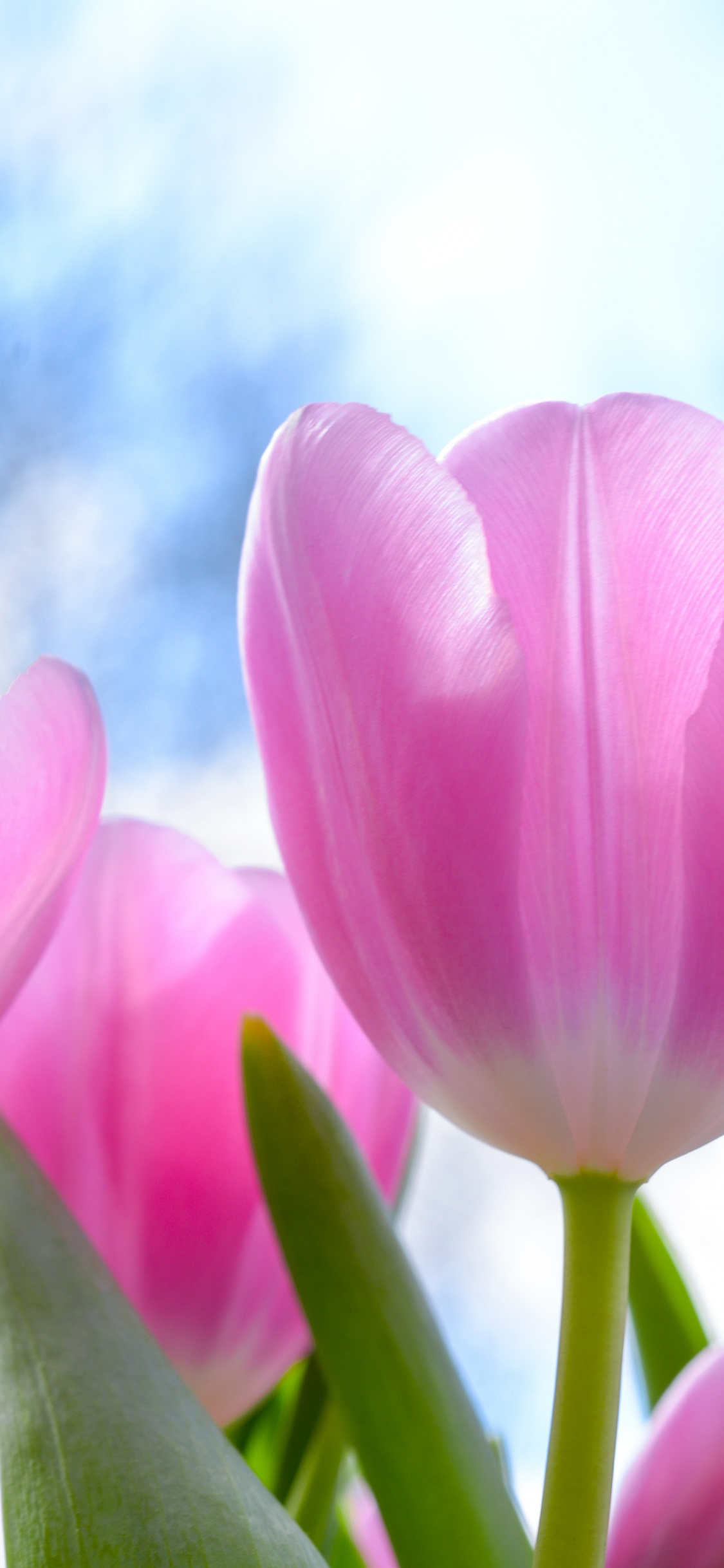 1130x2440 Fresh, Pink Tulips, Flowers, Wallpaper X Tulips, Phone