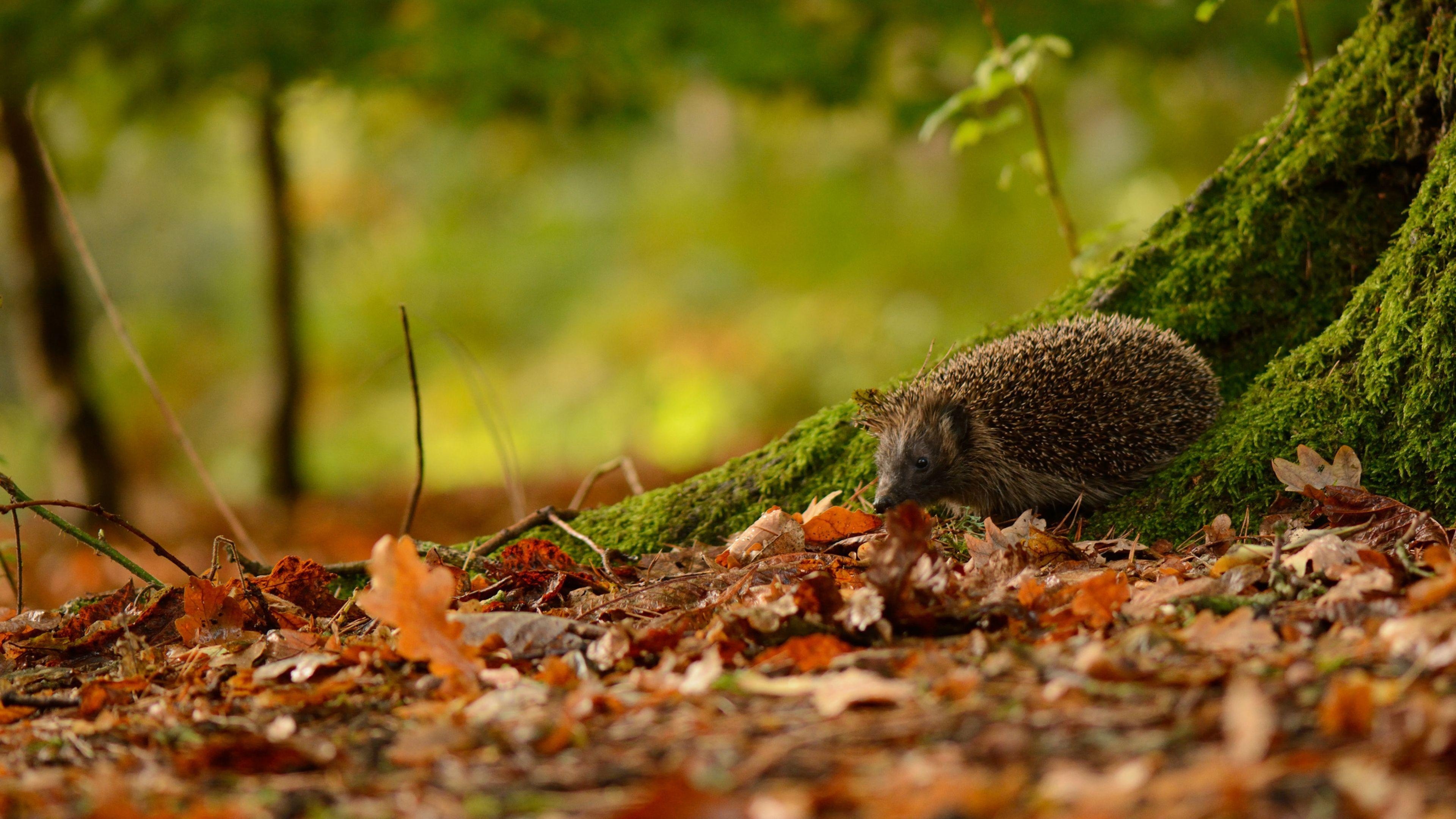 3840x2160 4K Hedgehogs Wallpaper High Quality, Desktop