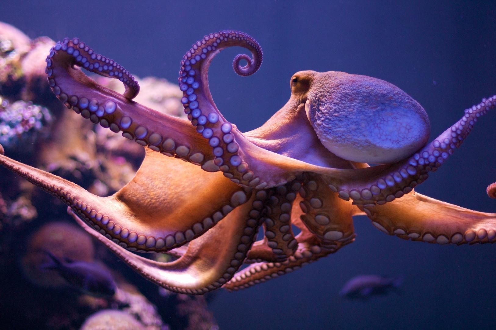 1630x1080 Octopus Animal Wallpaper Image Download, Desktop