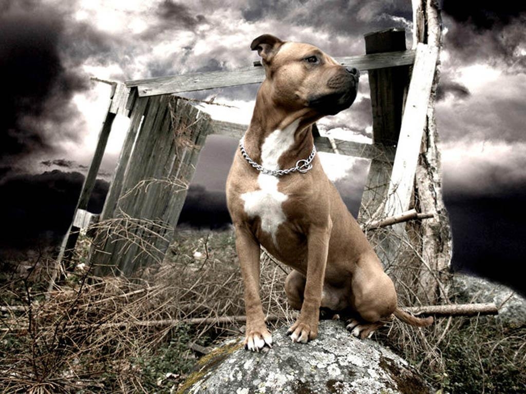 1030x770 Staffordshire terrier wallpaper, Desktop