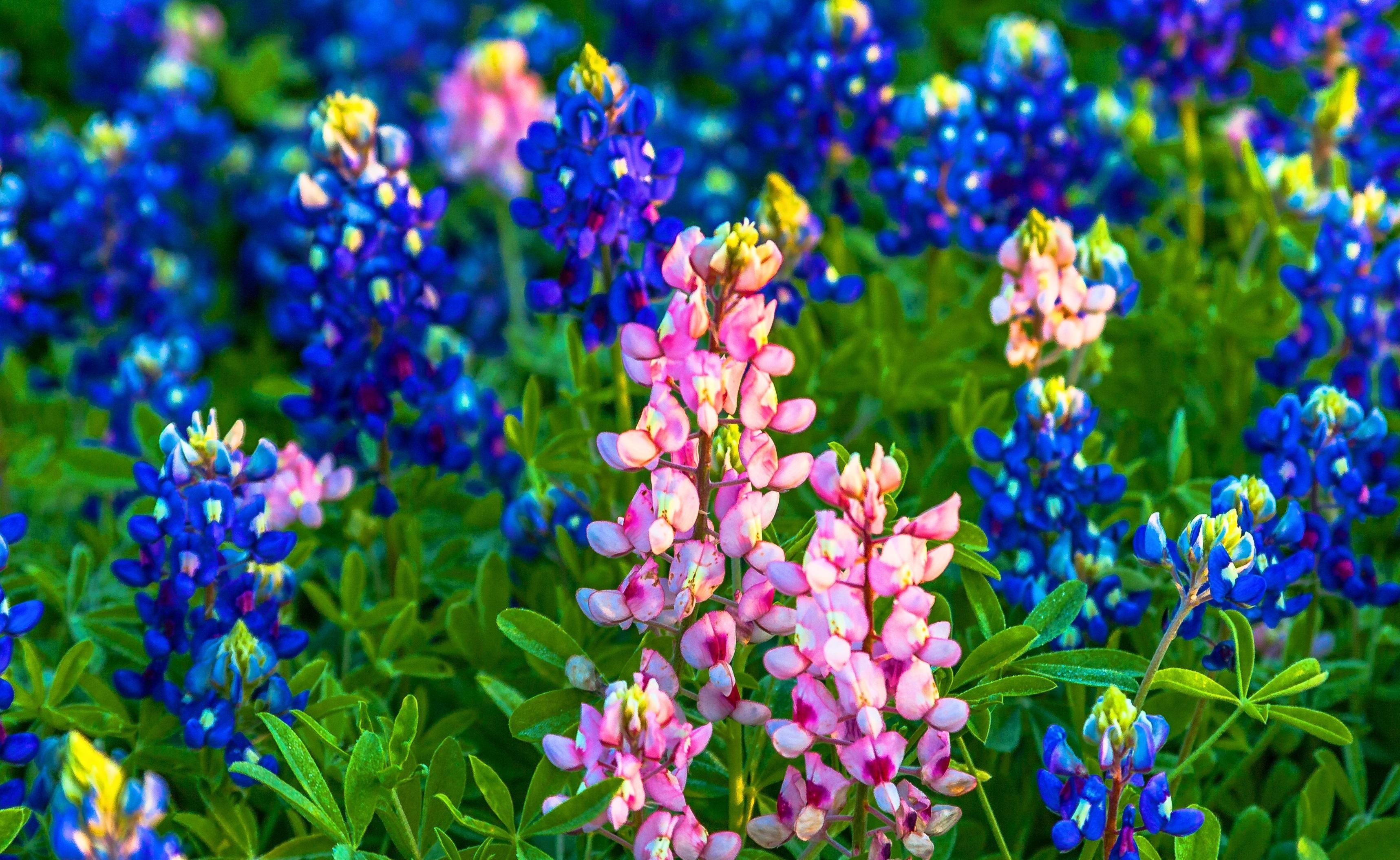 3440x2110 Bluebonnet wallpaper Gallery, Desktop