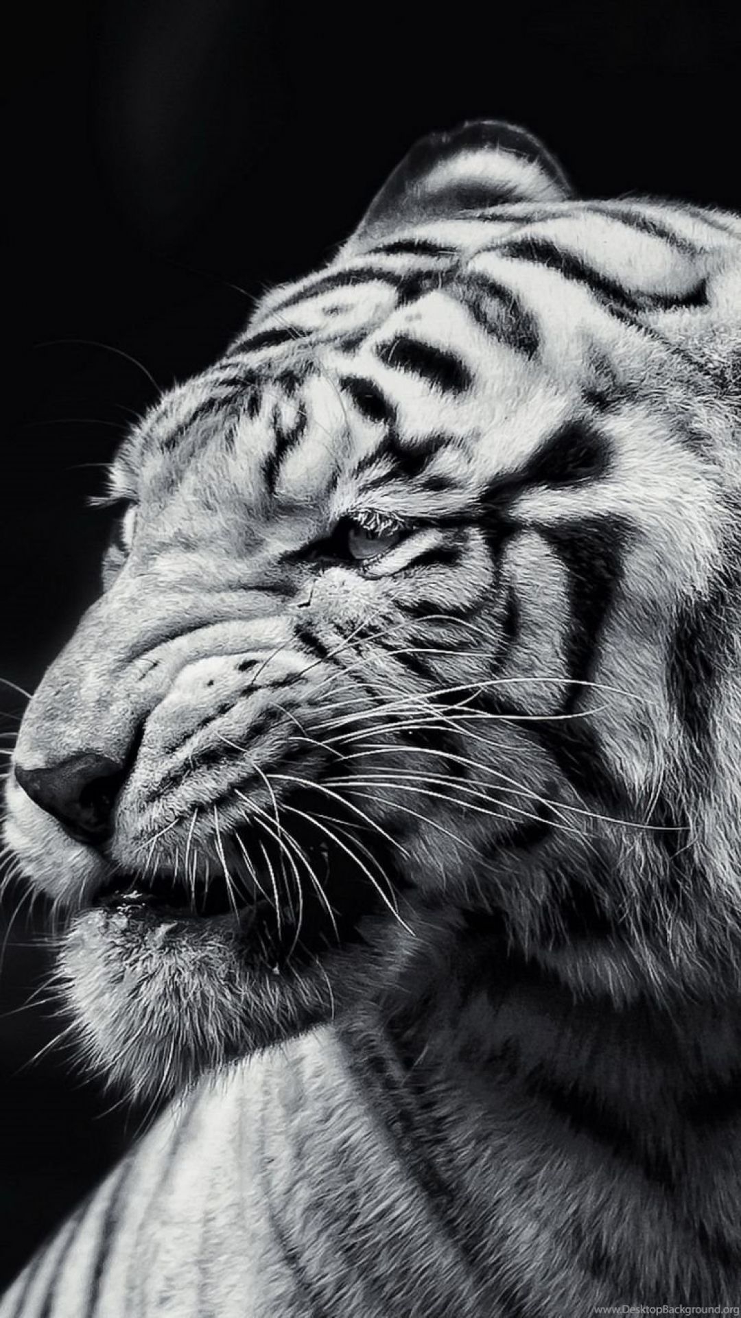 1080x1930 Tiger iPhone, iPhone, Desktop HD Background / Wallpaper (1080p, 4k) () (2020), Phone