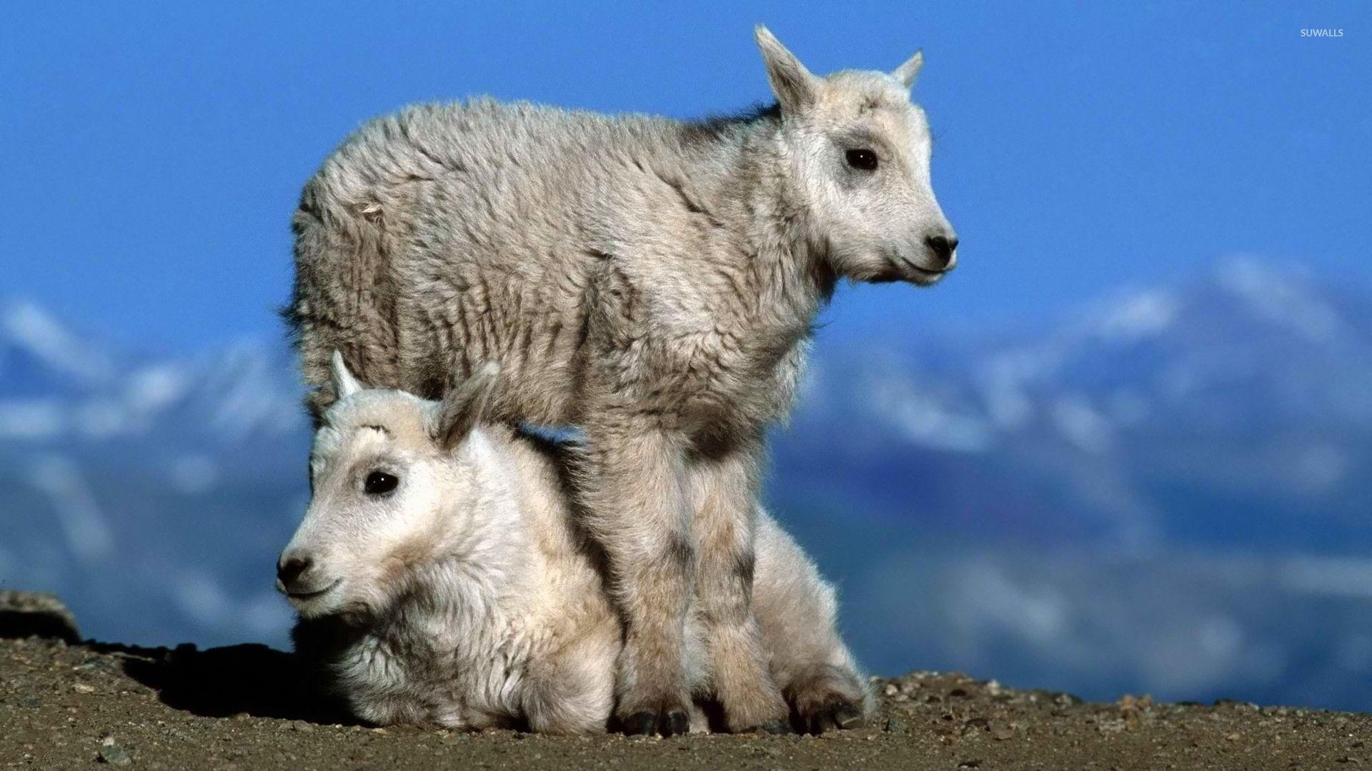 1920x1080 Goats wallpaper wallpaper, Desktop