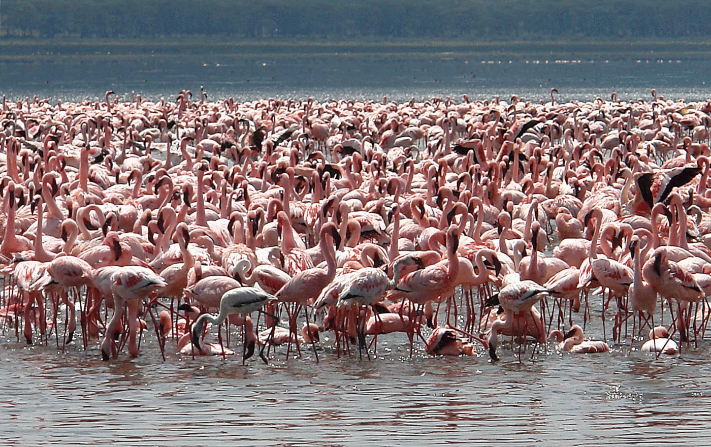 1400x880 Lake Nakuru Day Trip From Nairobi. Lukundo Tours & Safaris, Desktop