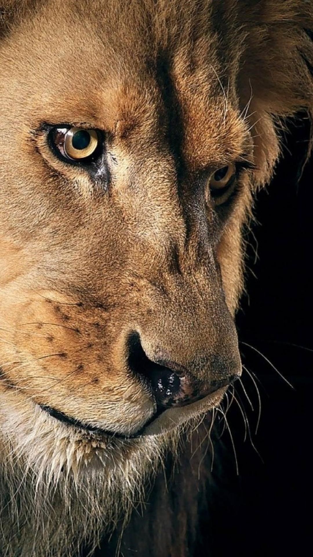 1080x1920 Lion iPhone Wallpaper, Phone