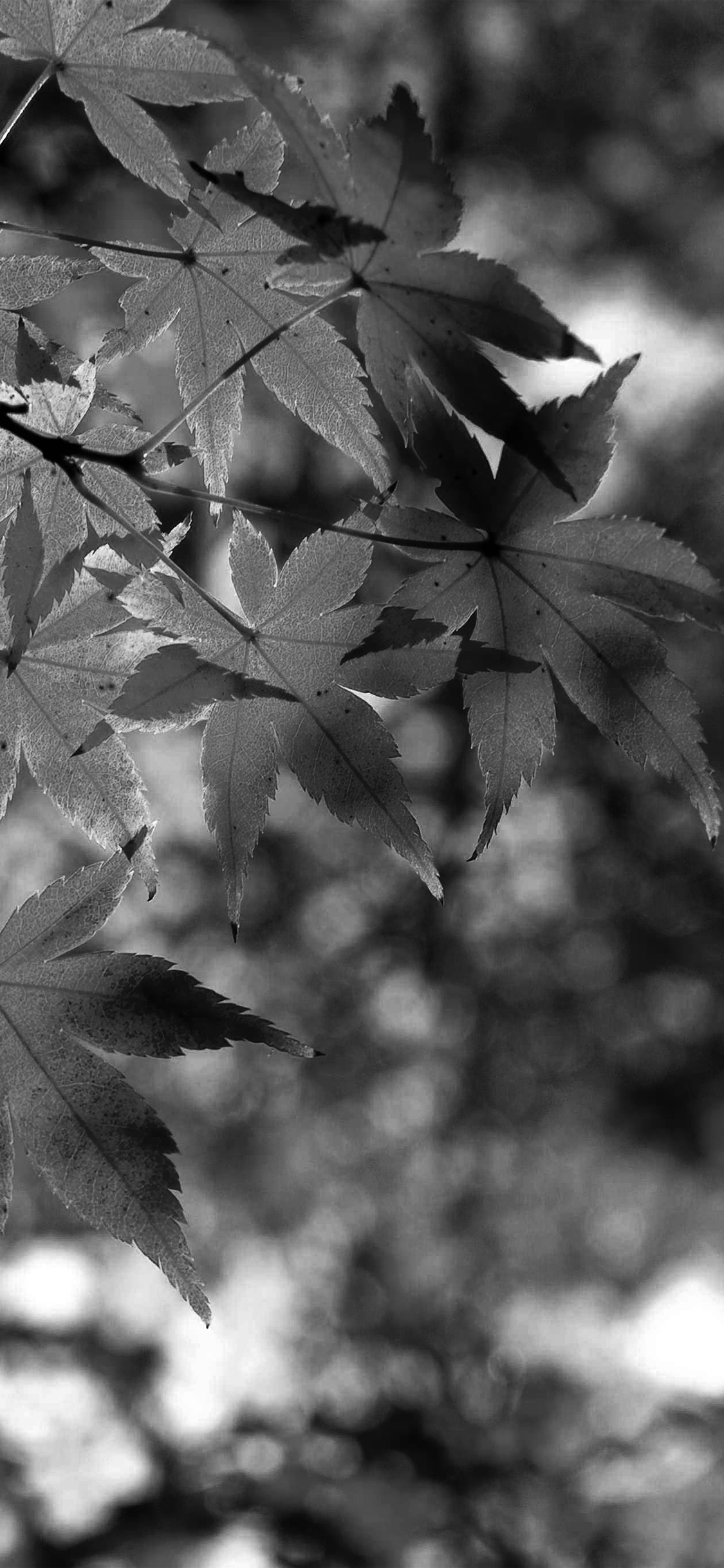 1130x2440 fall leaf dark bw mountain bokeh, Phone