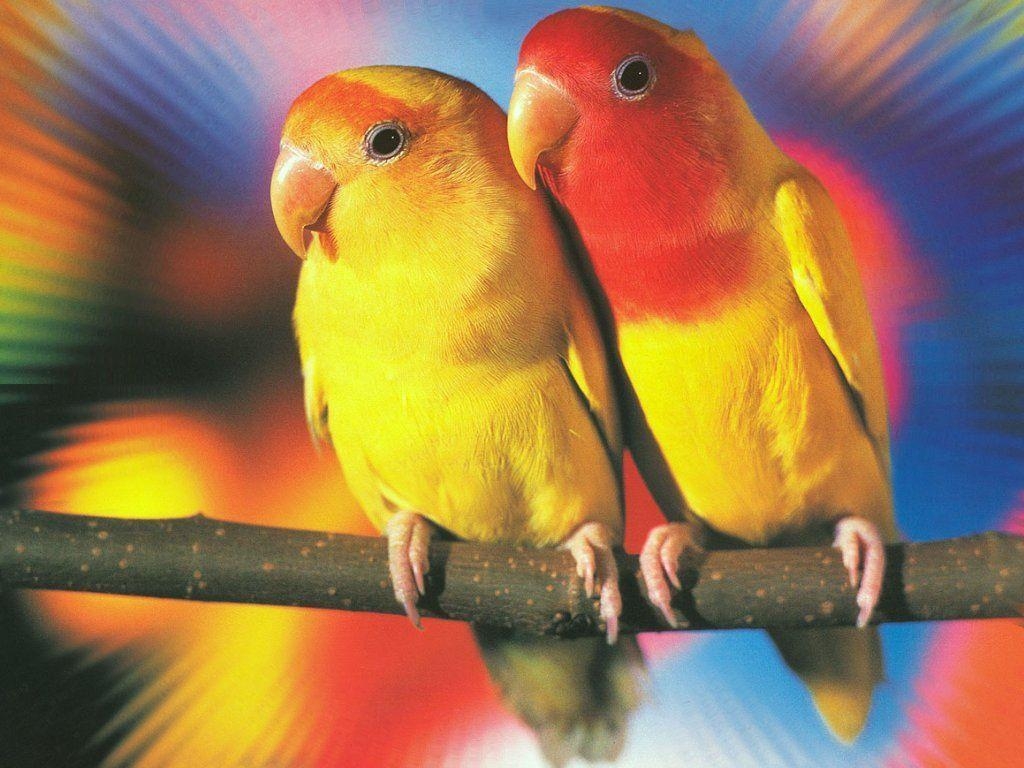 1030x770 Love Birds Wallpaper. HD Wallpaper Base, Desktop