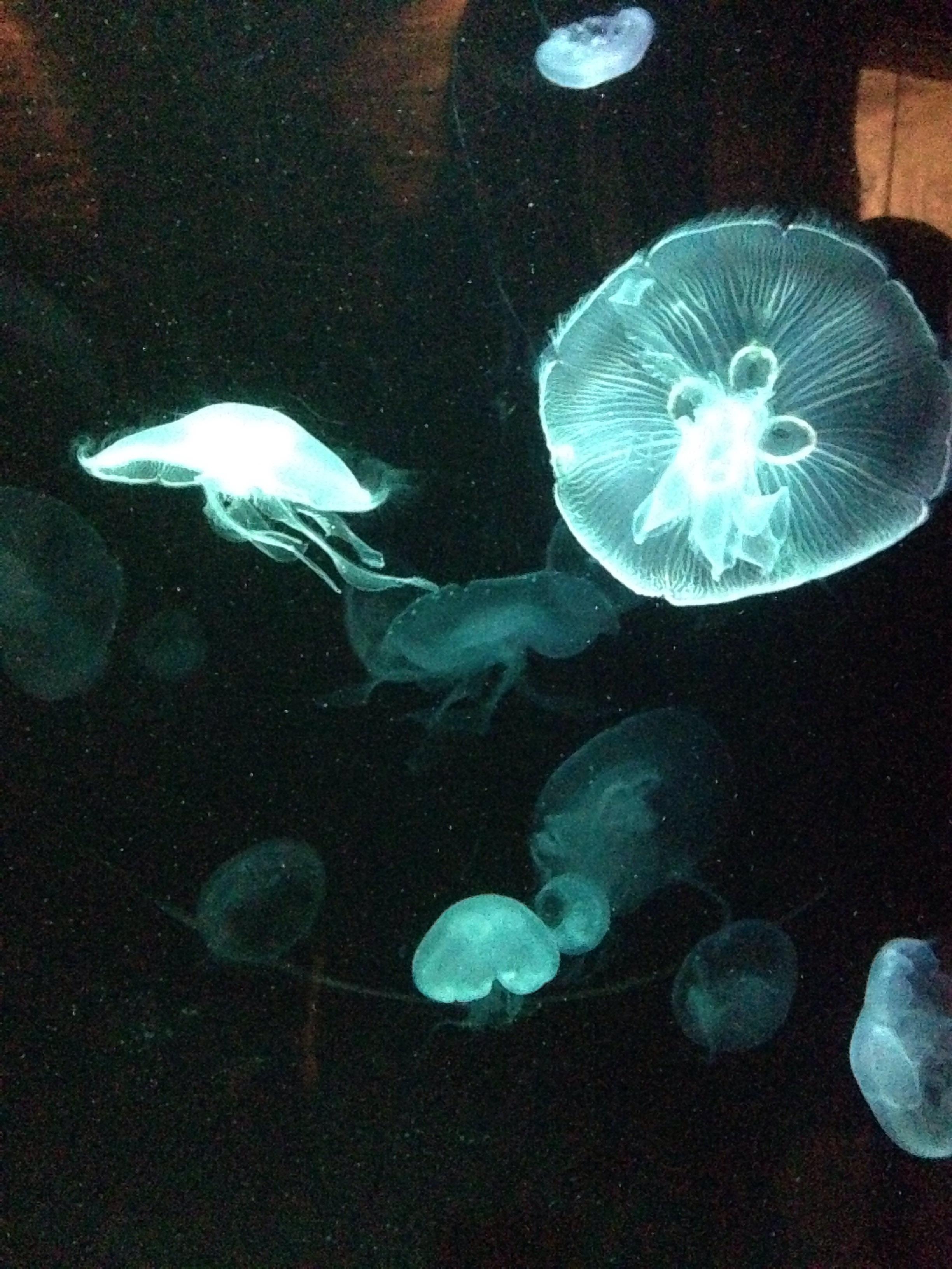 2450x3270 Found Some Real Life Nihilego Moon Jellies At Sydney Aquarium, Phone