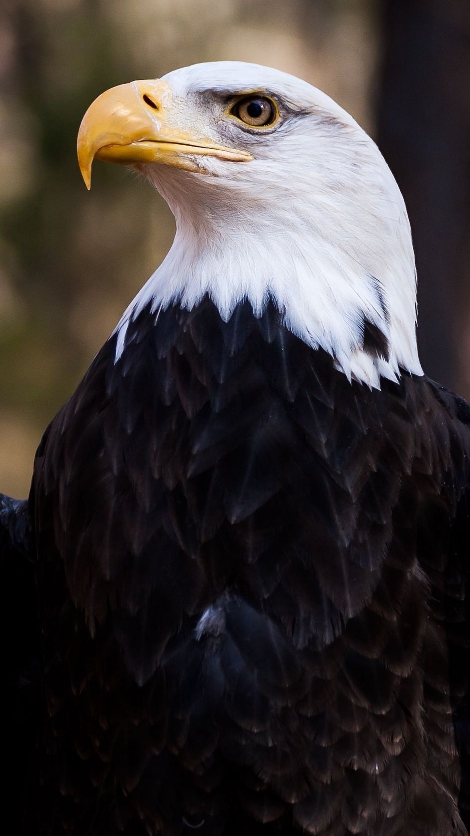 940x1670 iPhone 7 Wallpaper HD Eagle, Phone