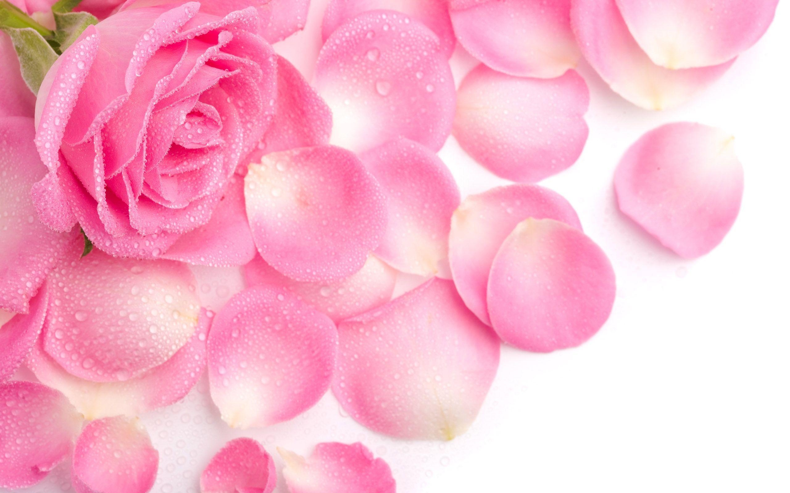 2560x1600 Rose Flower Wallpaper. Free Desk Wallpaper, Desktop