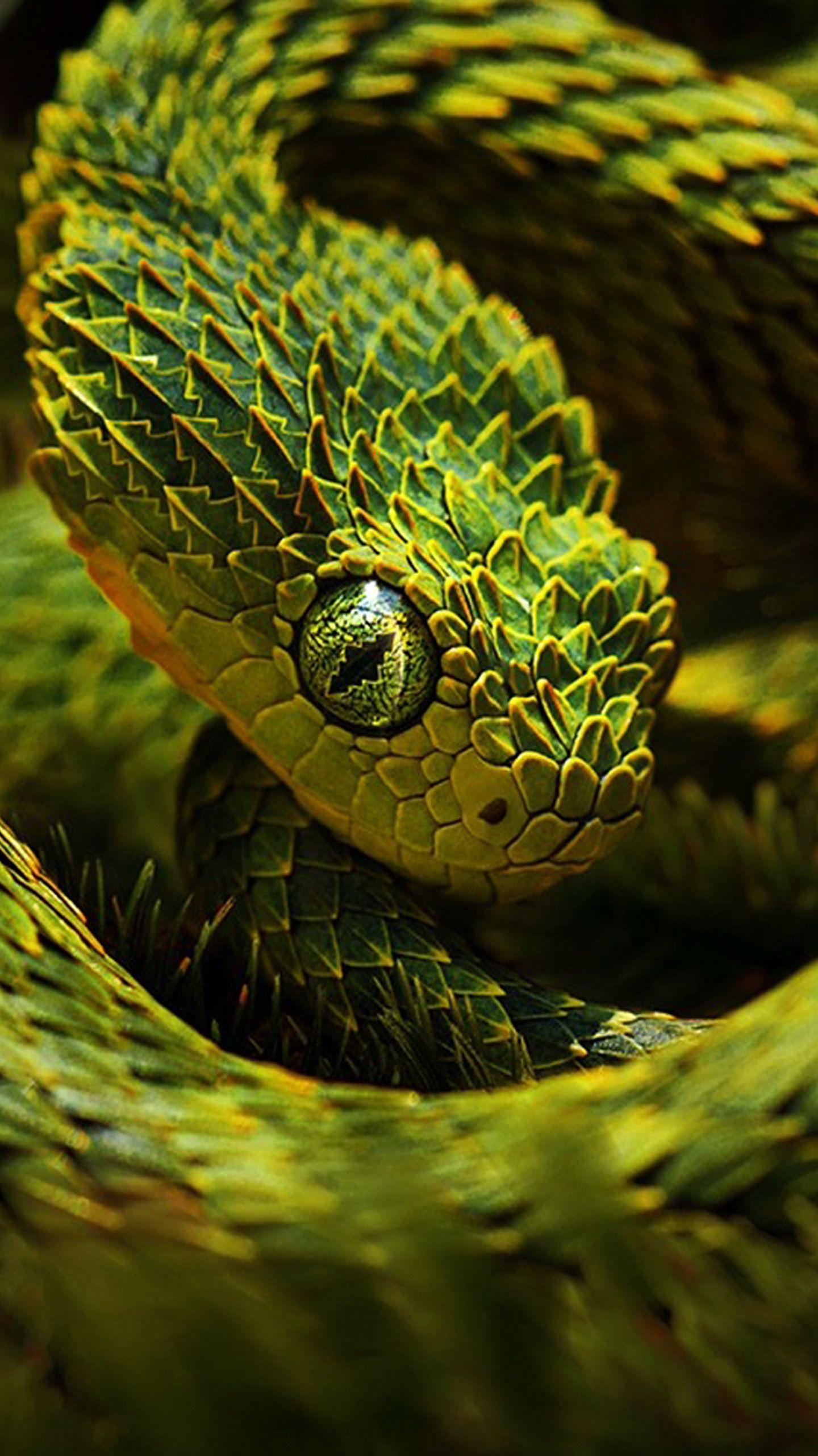 1440x2560 Snake iPhone Wallpaper Free Snake iPhone Background, Phone