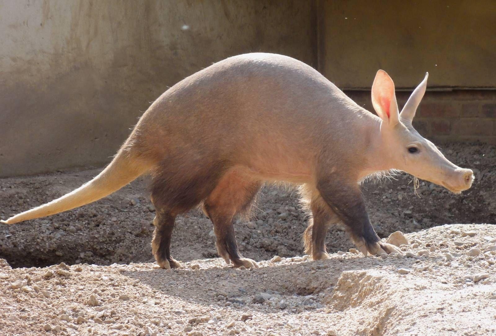 1600x1090 HD wallpaper Aardvark animal. Nature HD wallpaper, Desktop