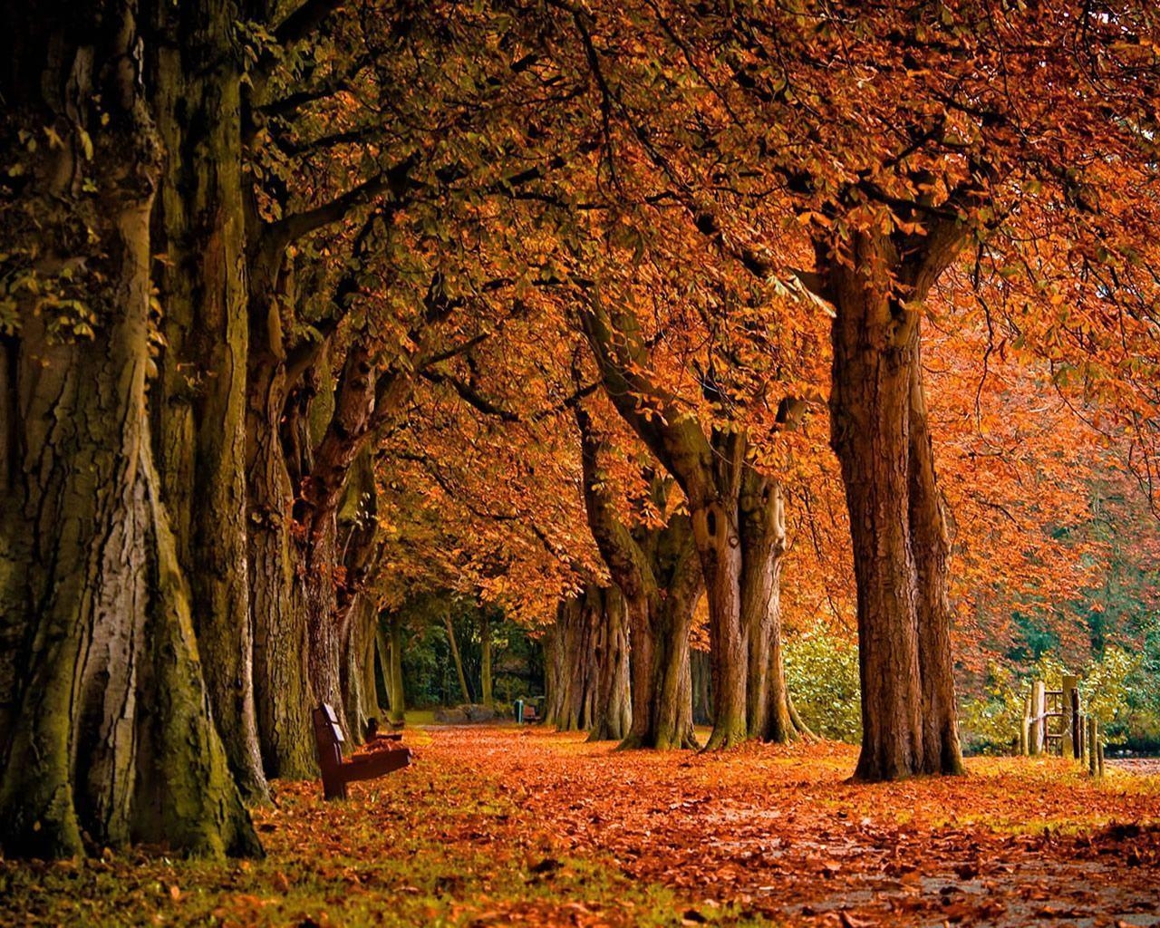 1280x1030 Wallpaper For > Autumn Scenery Wallpaper With Pumpkins, Desktop