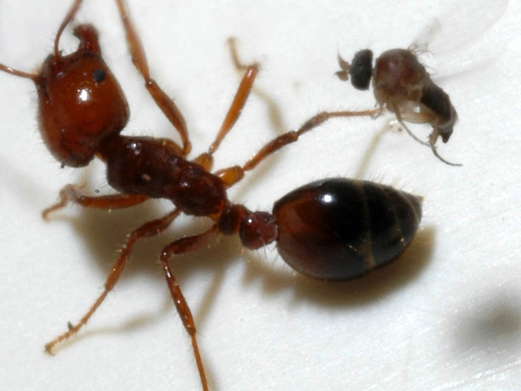 1030x770 Fire Ant Wallpaper and background, Desktop