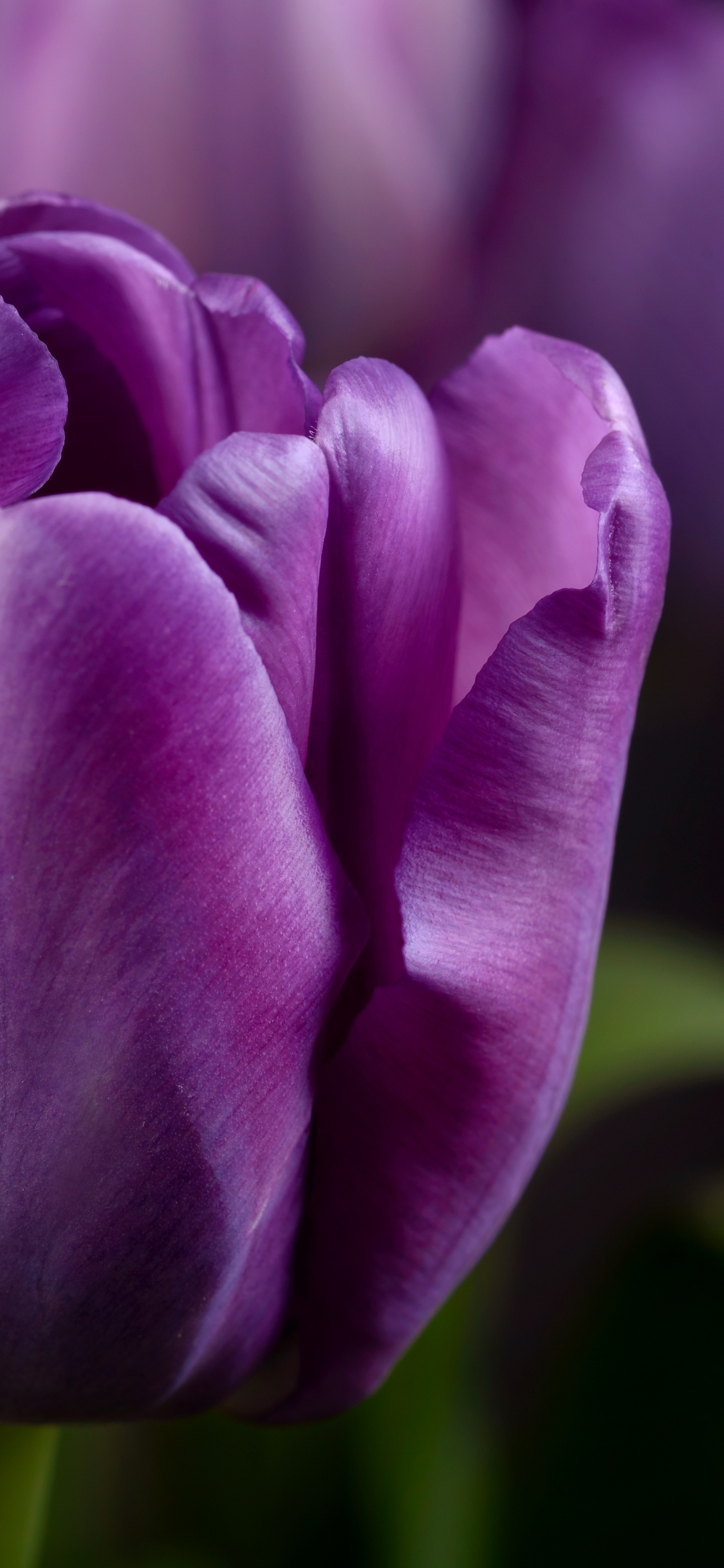 1130x2440 Purple tulips Wallpaper 4K, Closeup, Macro, Bokeh, Blossom, Phone