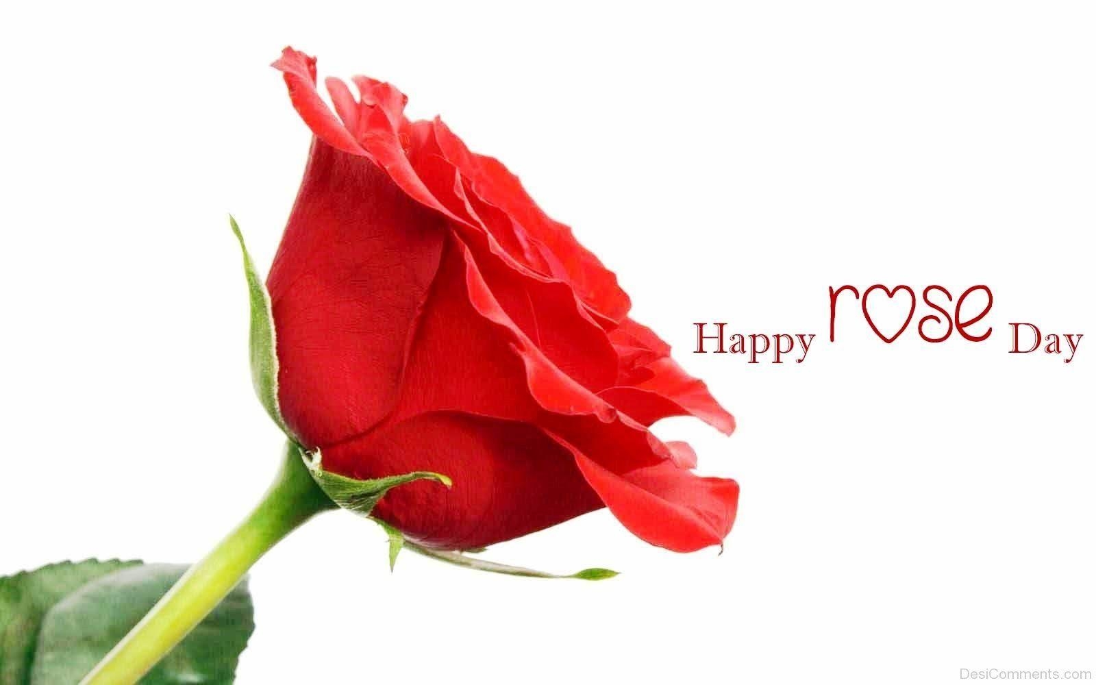 1600x1000 Rose Day Picture, Image, Graphics for Facebook, Whatsapp, Desktop