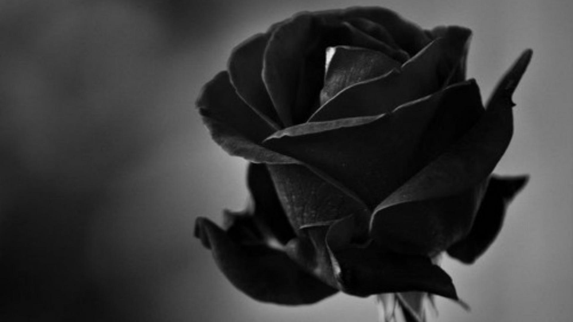 1920x1080 Black Roses Wallpaper, Desktop