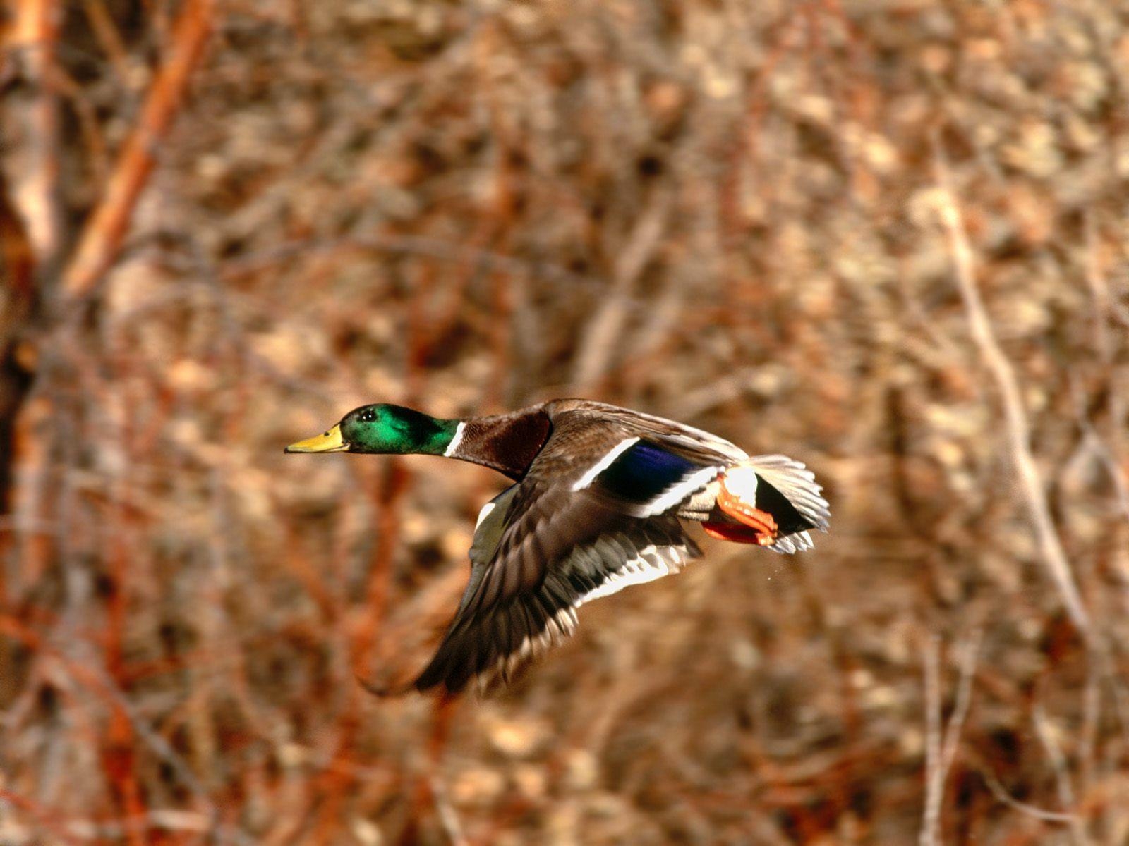 1600x1200 Drake Waterfowl Wallpaper, Desktop