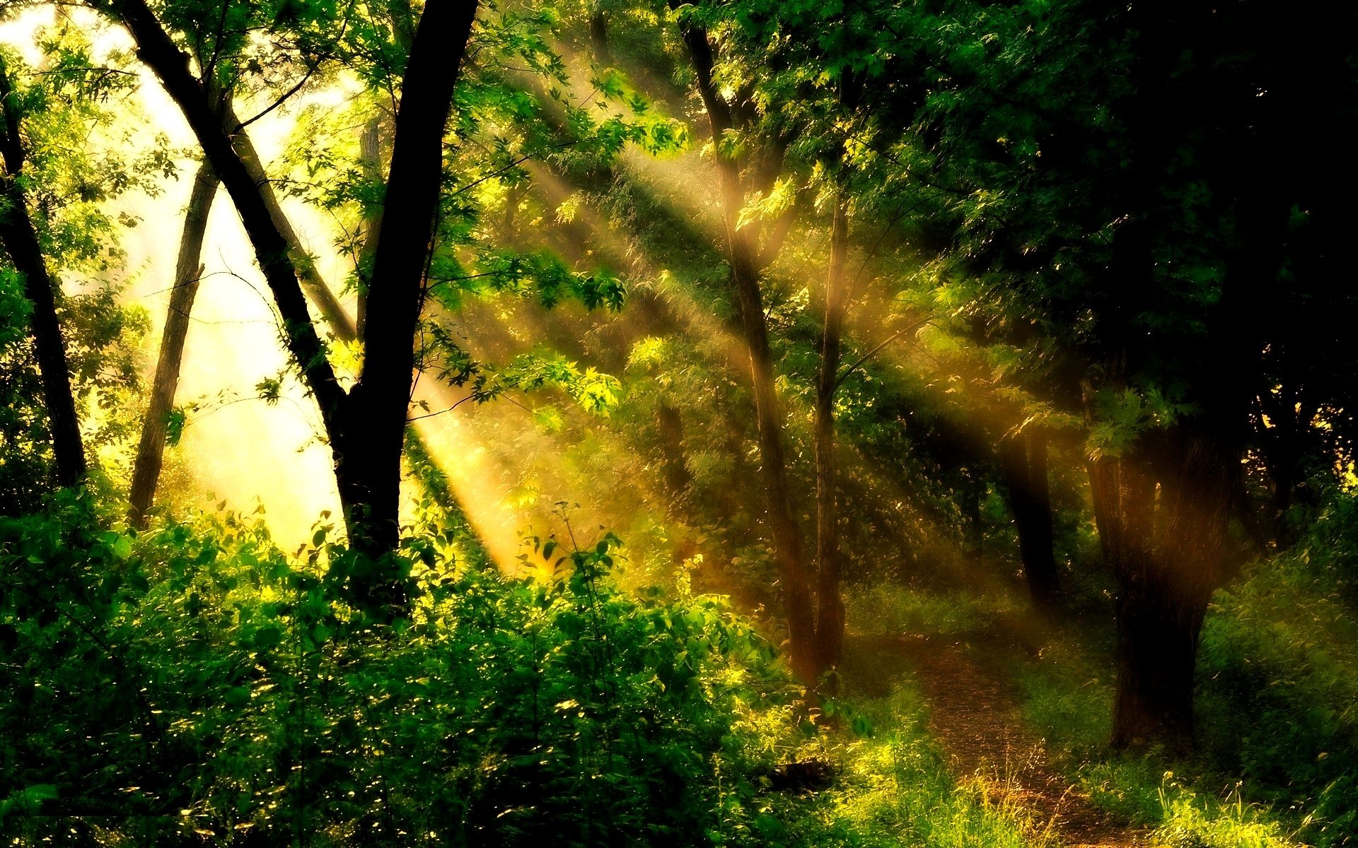 1920x1200 Forest Sun Background 33426 px, Desktop