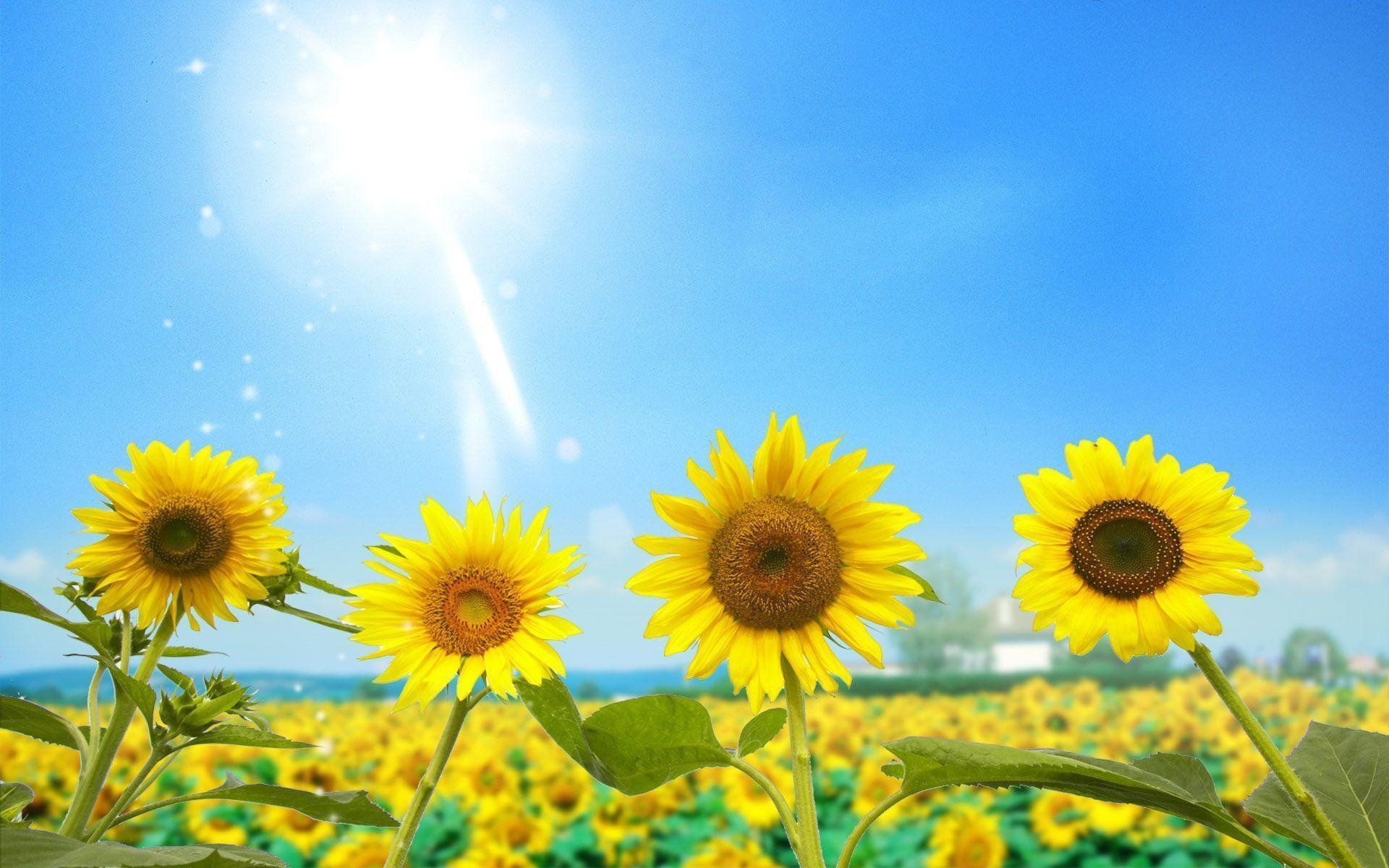 1920x1200 Sunflower Wallpaper Free Download 12583 Full HD Wallpaper Desktop, Desktop