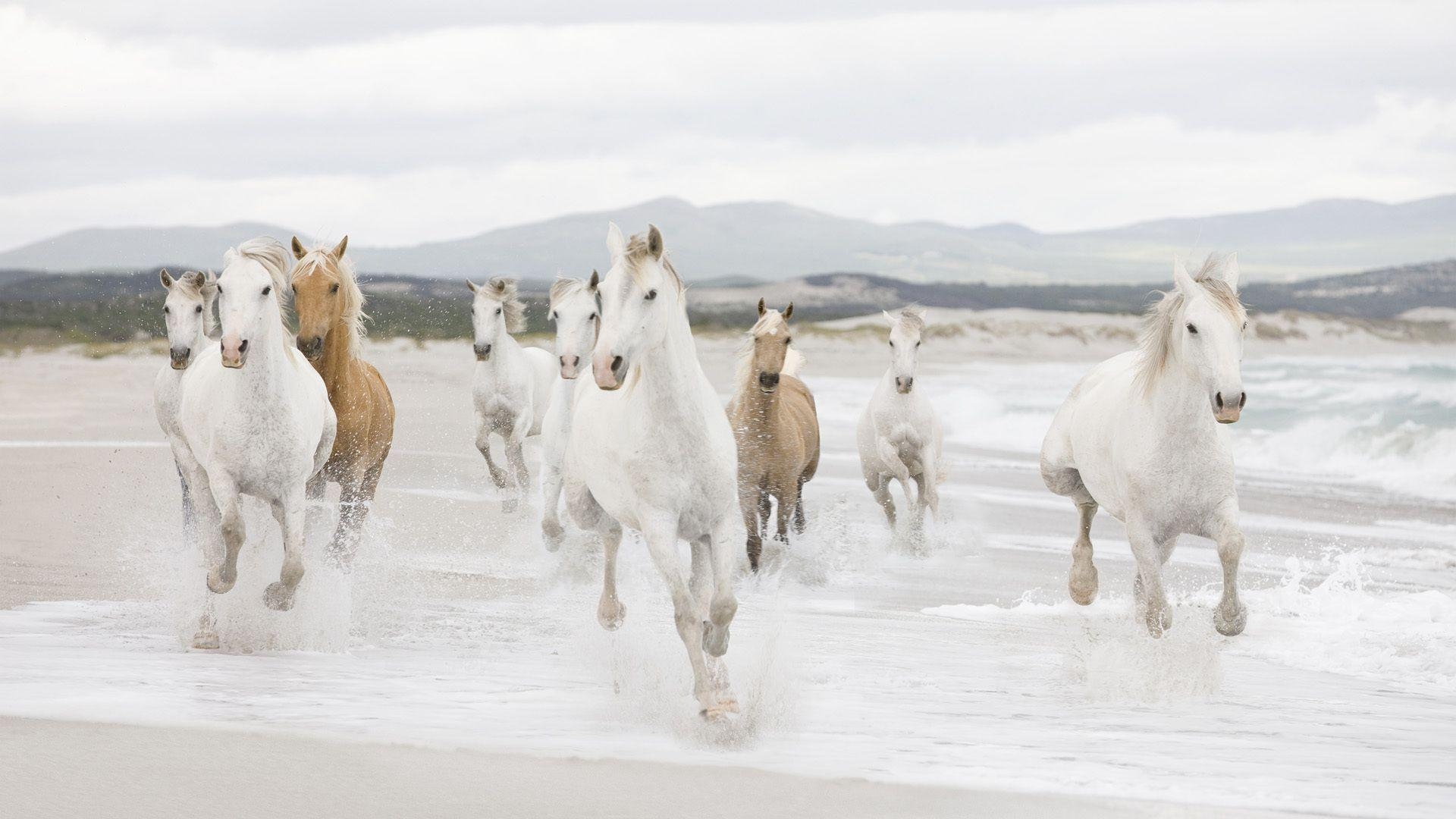 1920x1080 Seven White Horses Running Wallpaper HD, Desktop