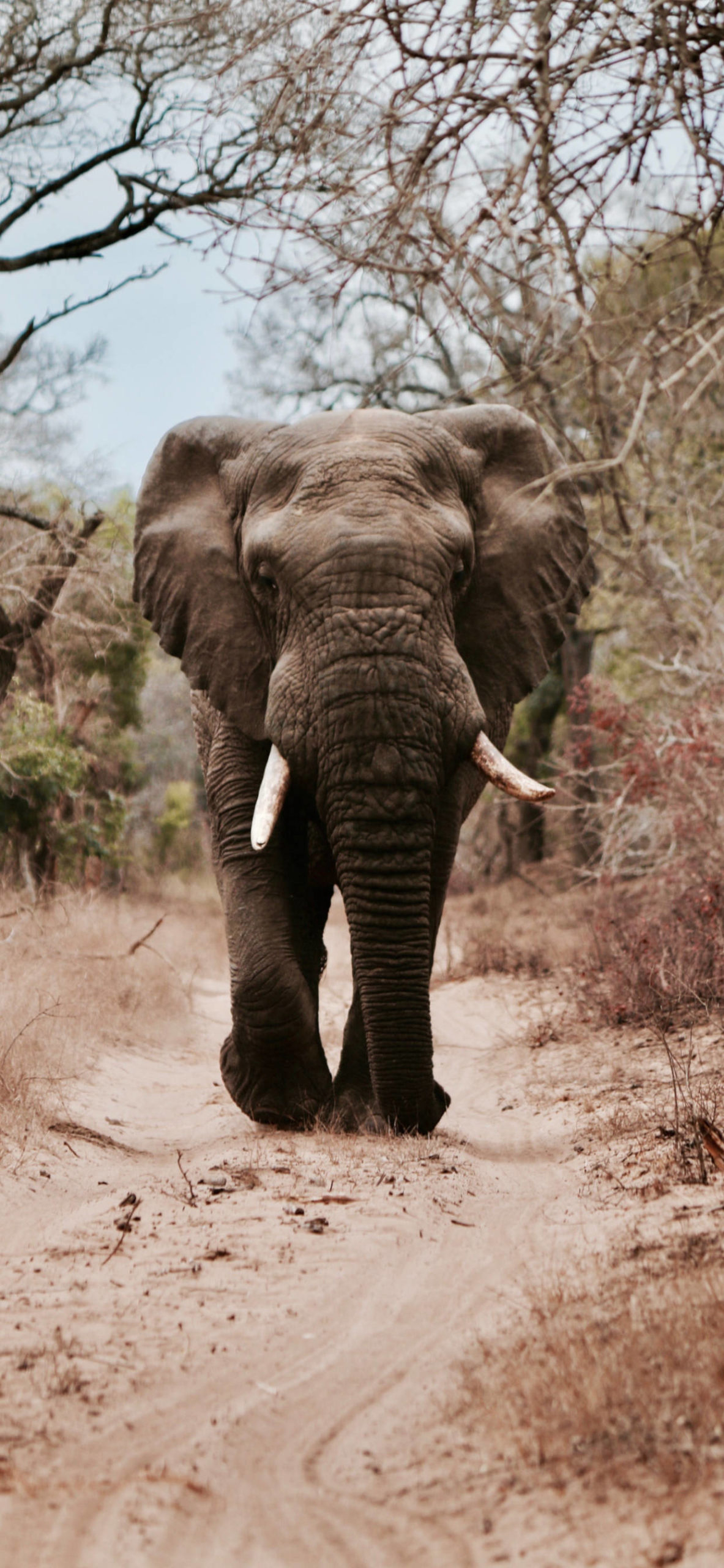 1190x2560 Elephant Wallpaper for iPhone Pro Max, X, 6, Phone