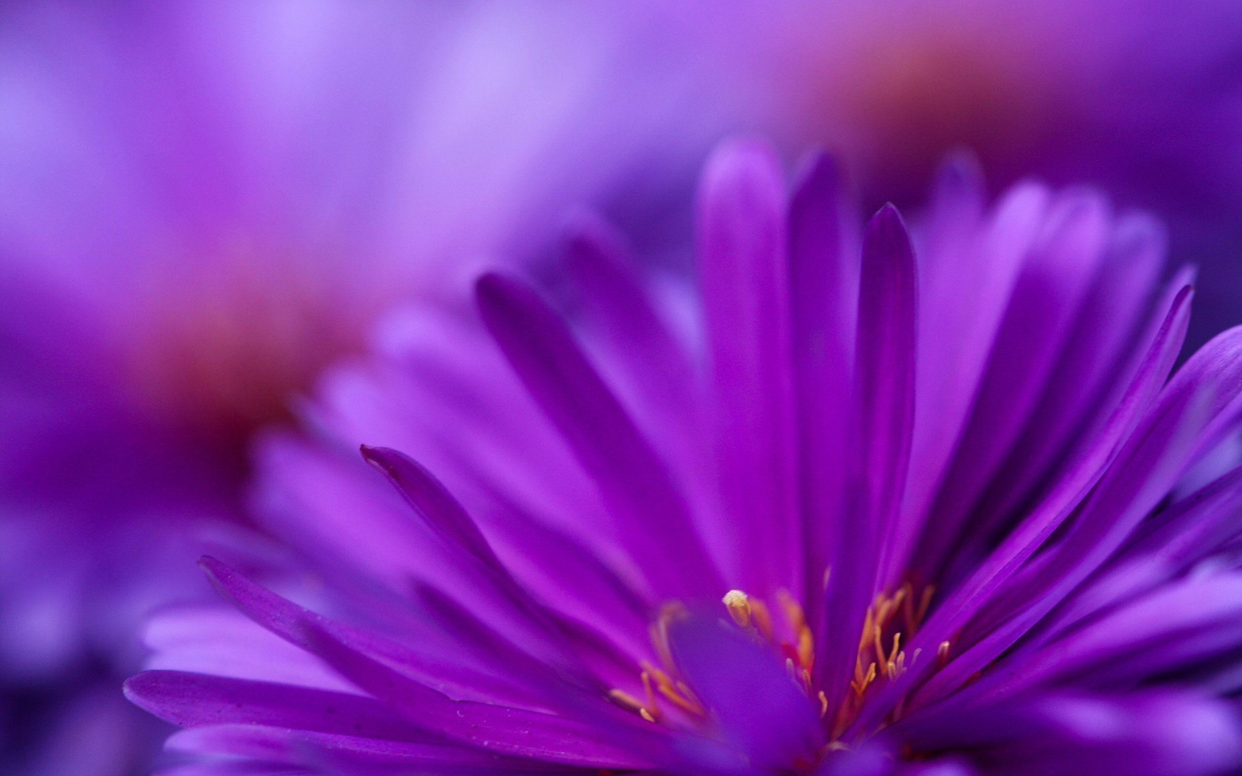 2560x1600 Wallpaper For > Dark Purple Flowers Wallpaper, Desktop