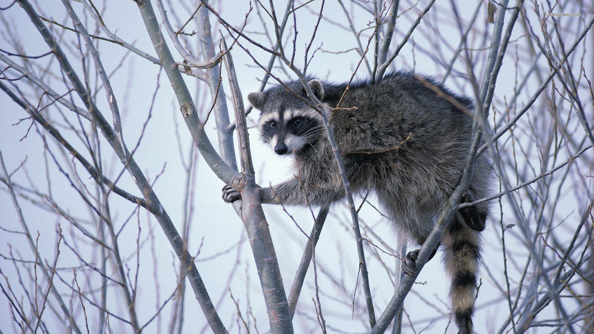 1920x1080 Pin Raccoon Wallpaper, Desktop