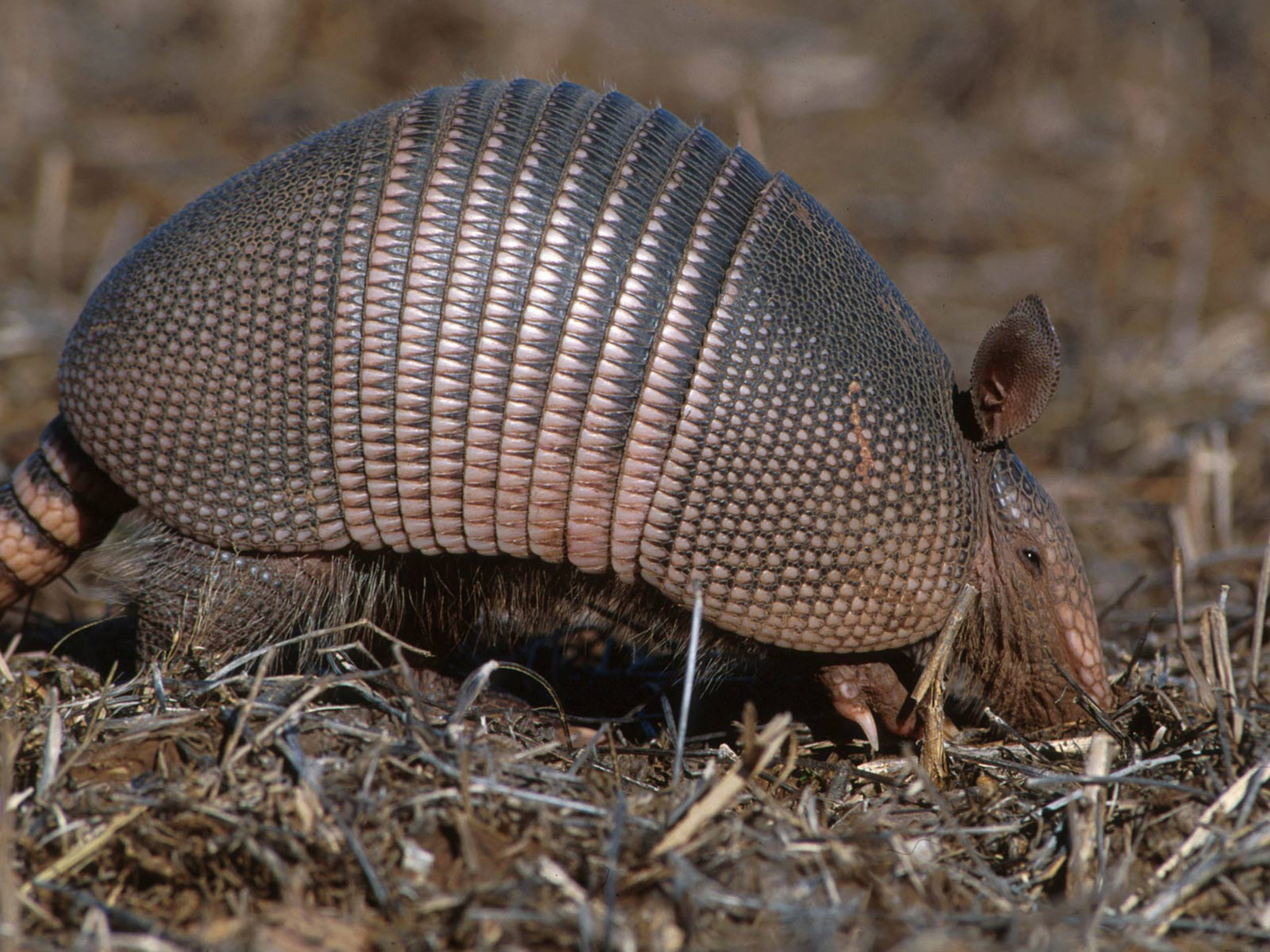 2560x1920 commom long nosed armadillo. HD Windows Wallpaper, Desktop