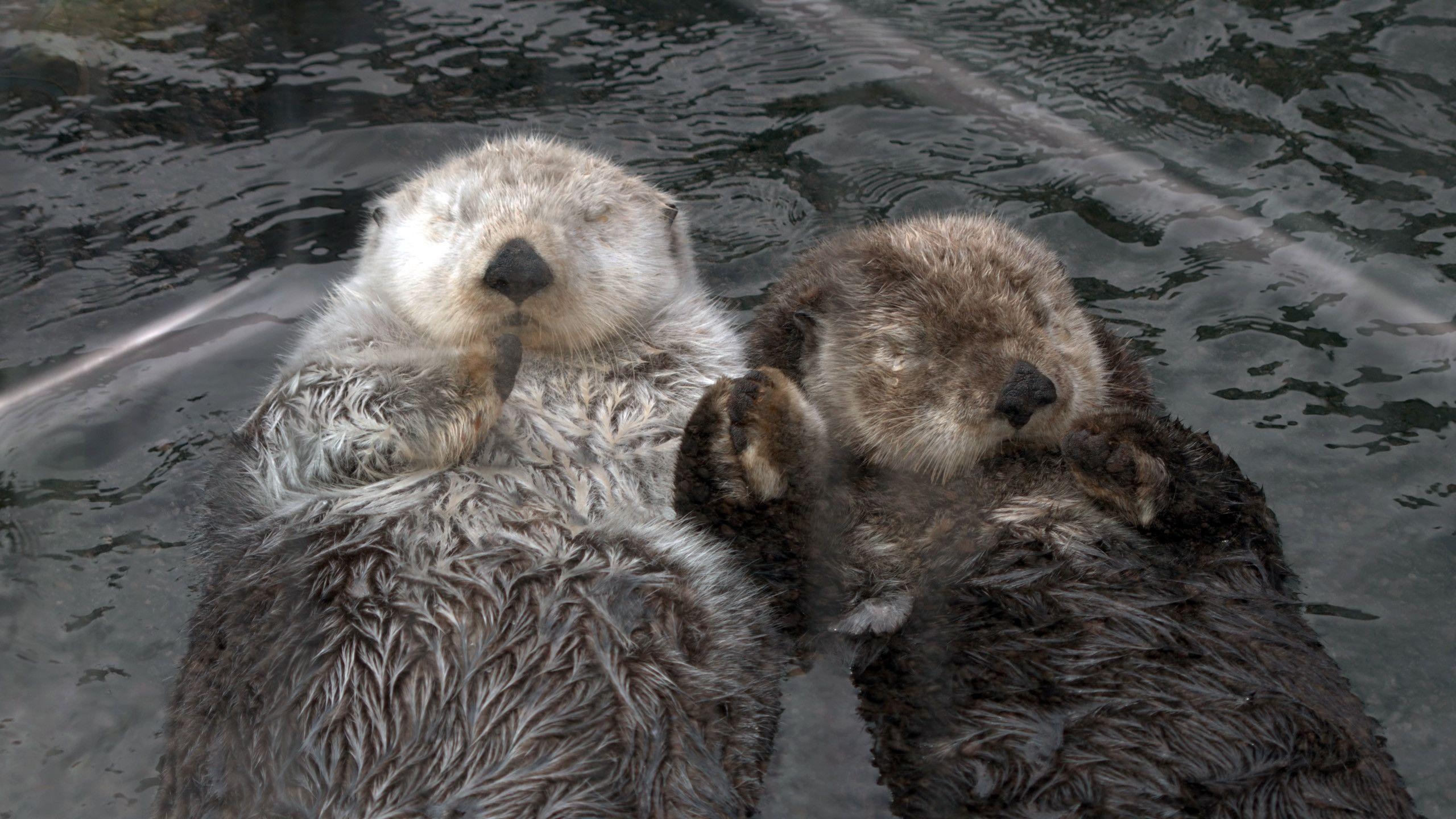 2560x1440 Related Picture Sea Otter 1024x768 Wallpaper Car Picture, Desktop