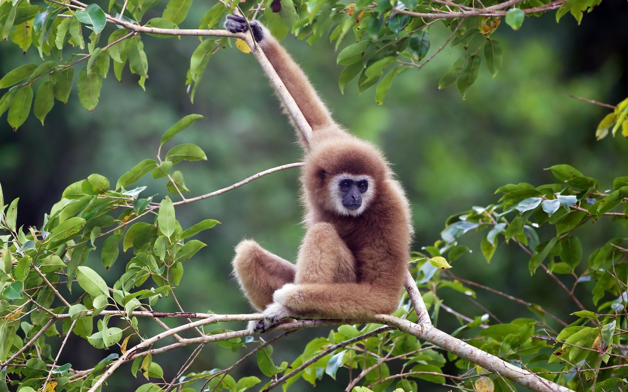 2560x1600 Gibbon Wallpaper. Gibbon Wallpaper, Desktop