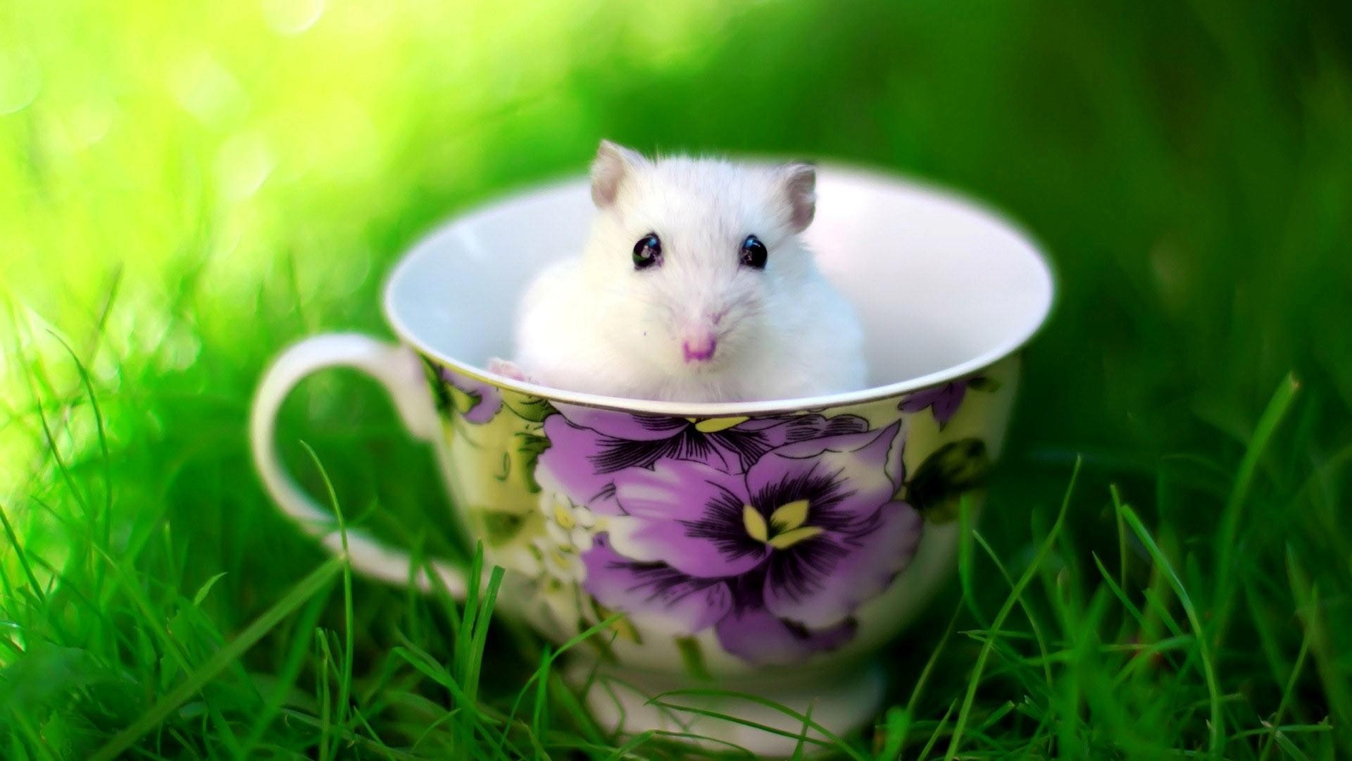 1920x1080 Cute White Rat Baby in Cup, Desktop