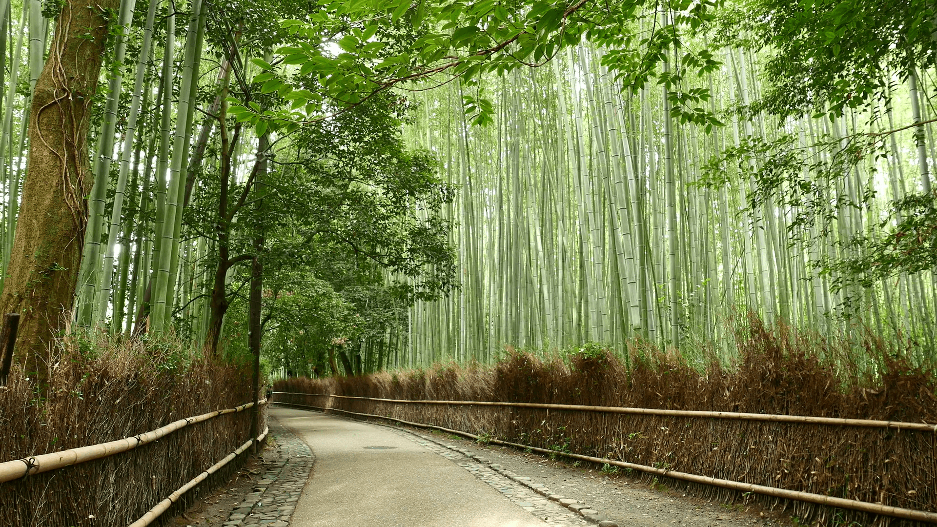 1920x1080 Arashiyama Bamboo Forest in Kyoto of Japan Stock Video Footage, Desktop