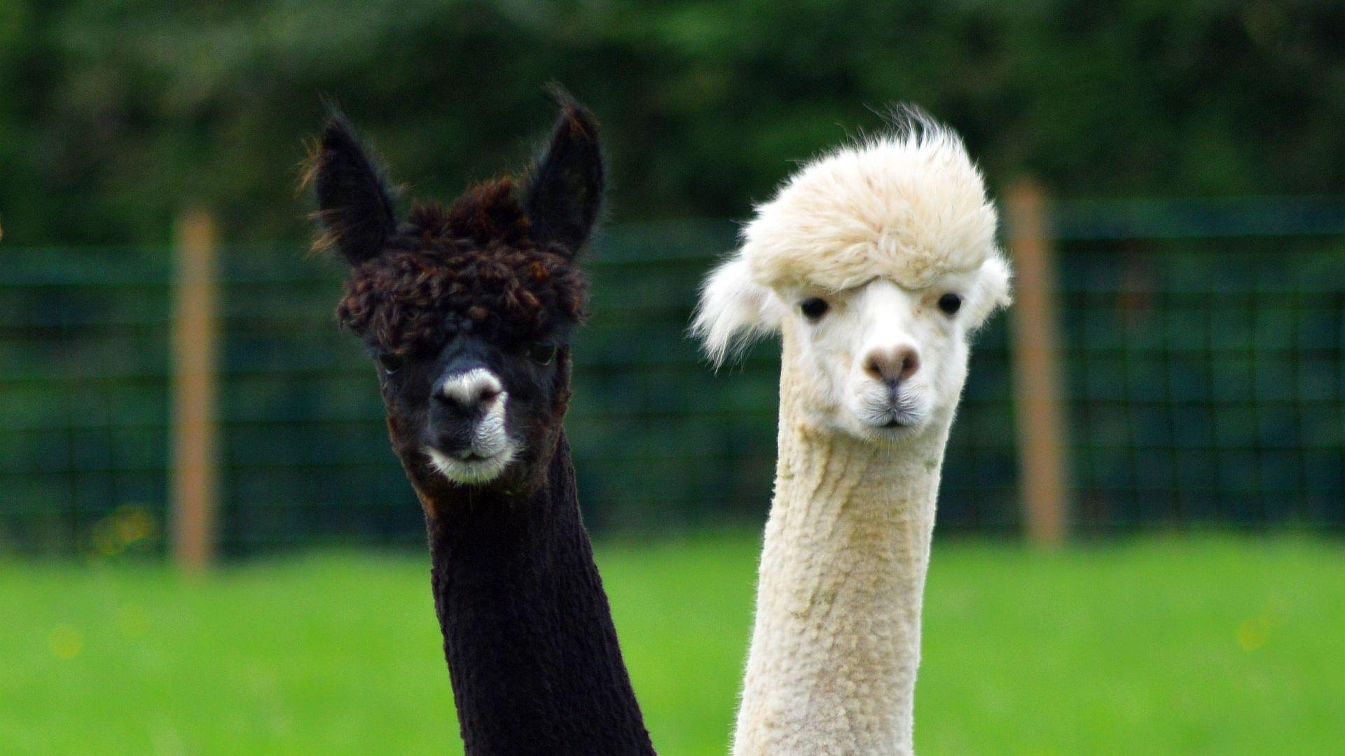 1920x1080 Llama Wallpaper 9 X 1080, Desktop