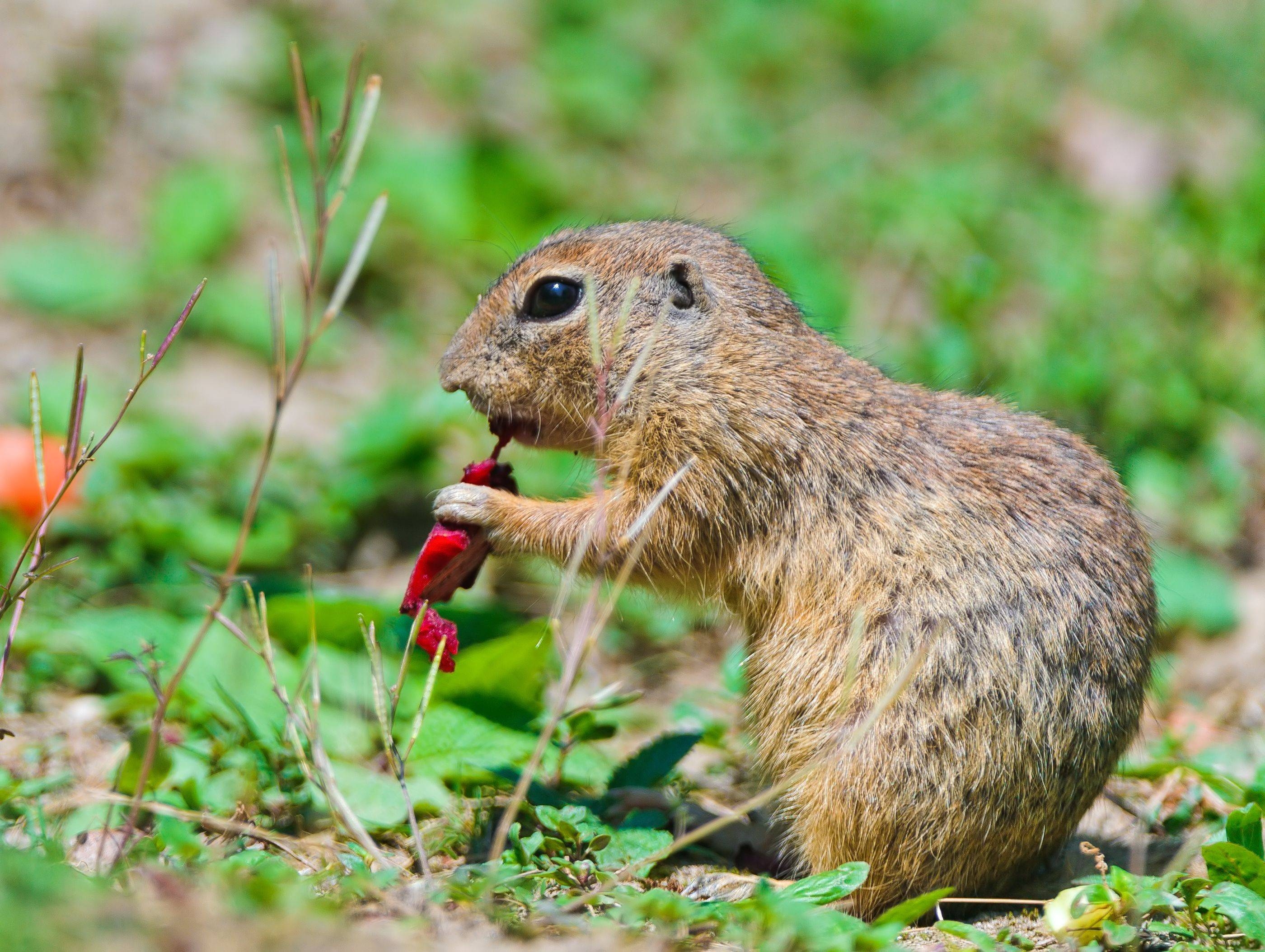 2800x2110 Gopher HD Wallpaperwallpaper.net, Desktop