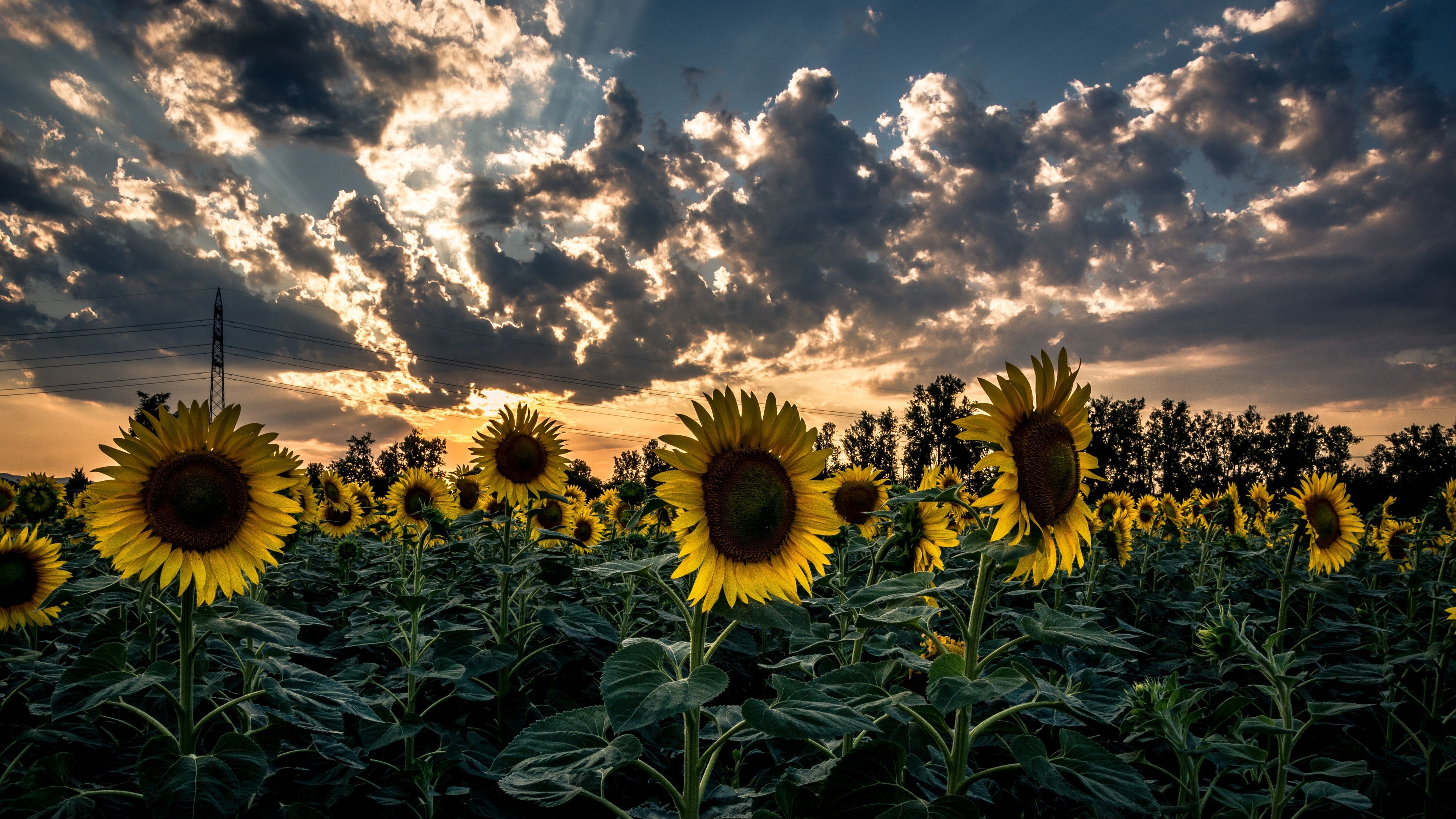 3840x2160 Download wallpaper  sunflower, field, flower, sunset 4k uhd 16:9 HD background, Desktop