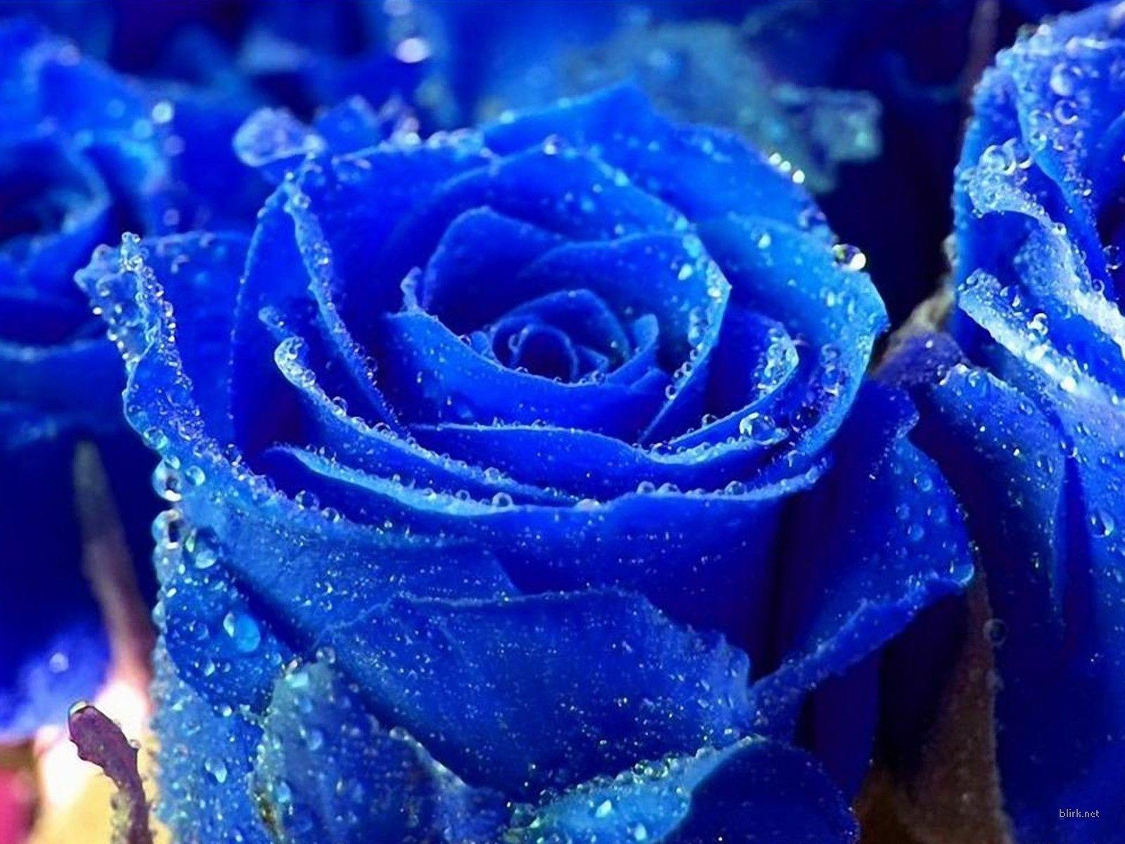 1600x1200 free beautiful blue rose wallpaper wallpaper, Desktop